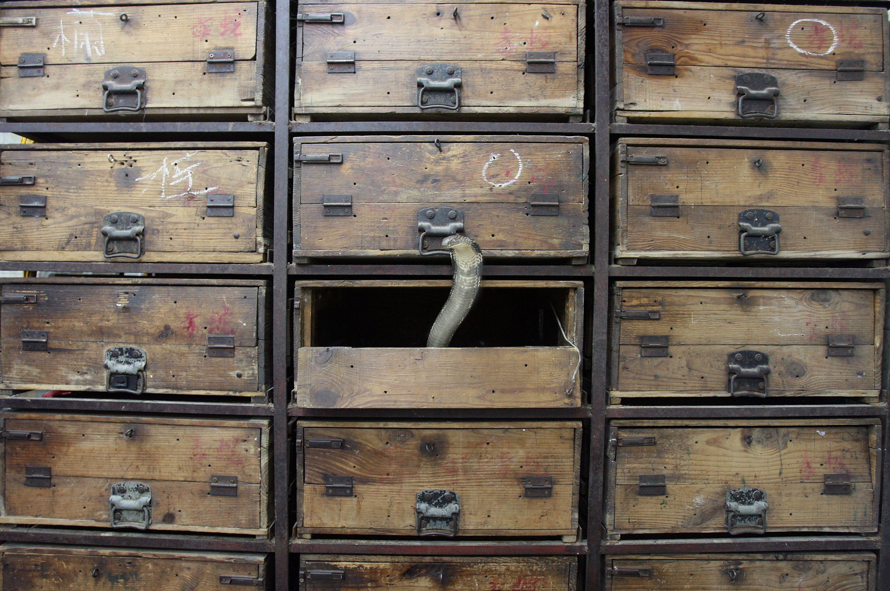 A live King Cobra emerges from a wooden drawer at the Snake King Hip cafe in Kowloon, Hong Kong, China, on Sunday, July 30, 2006. Snake King Hip, the soup cafe in Kowloon's Sham Shui Po district, looks onto a market that bustles with stalls selling clothes, neon lights and luggage. The storefront has a large metal soup tub and a glass cabinet with a snake in one compartment and lizards in another. Photographer: Paul Hilton/Bloomberg News.
