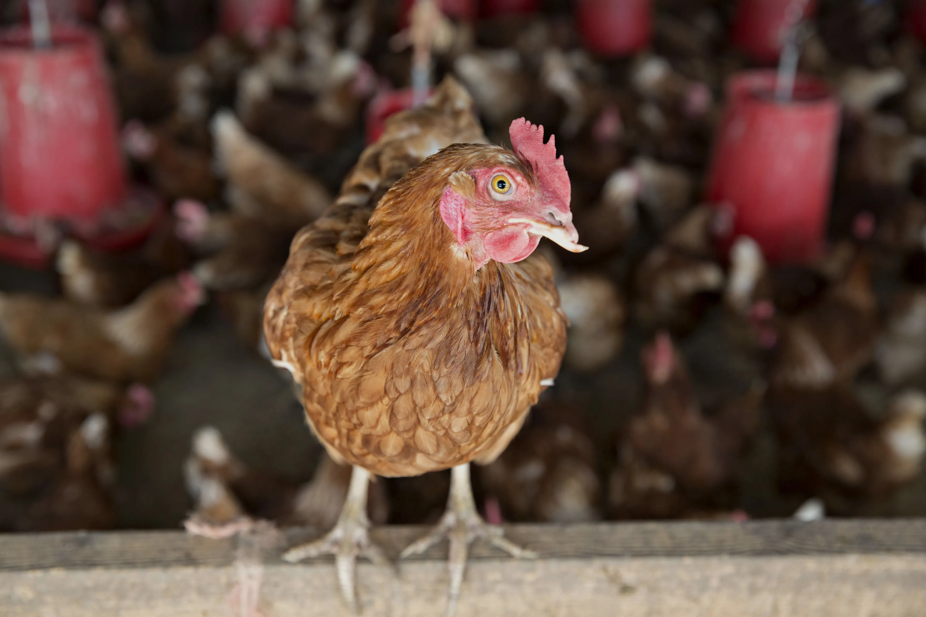 A Lohmann Brown chicken at a poultry farm&nbsp;in Sheffield, Illinois.