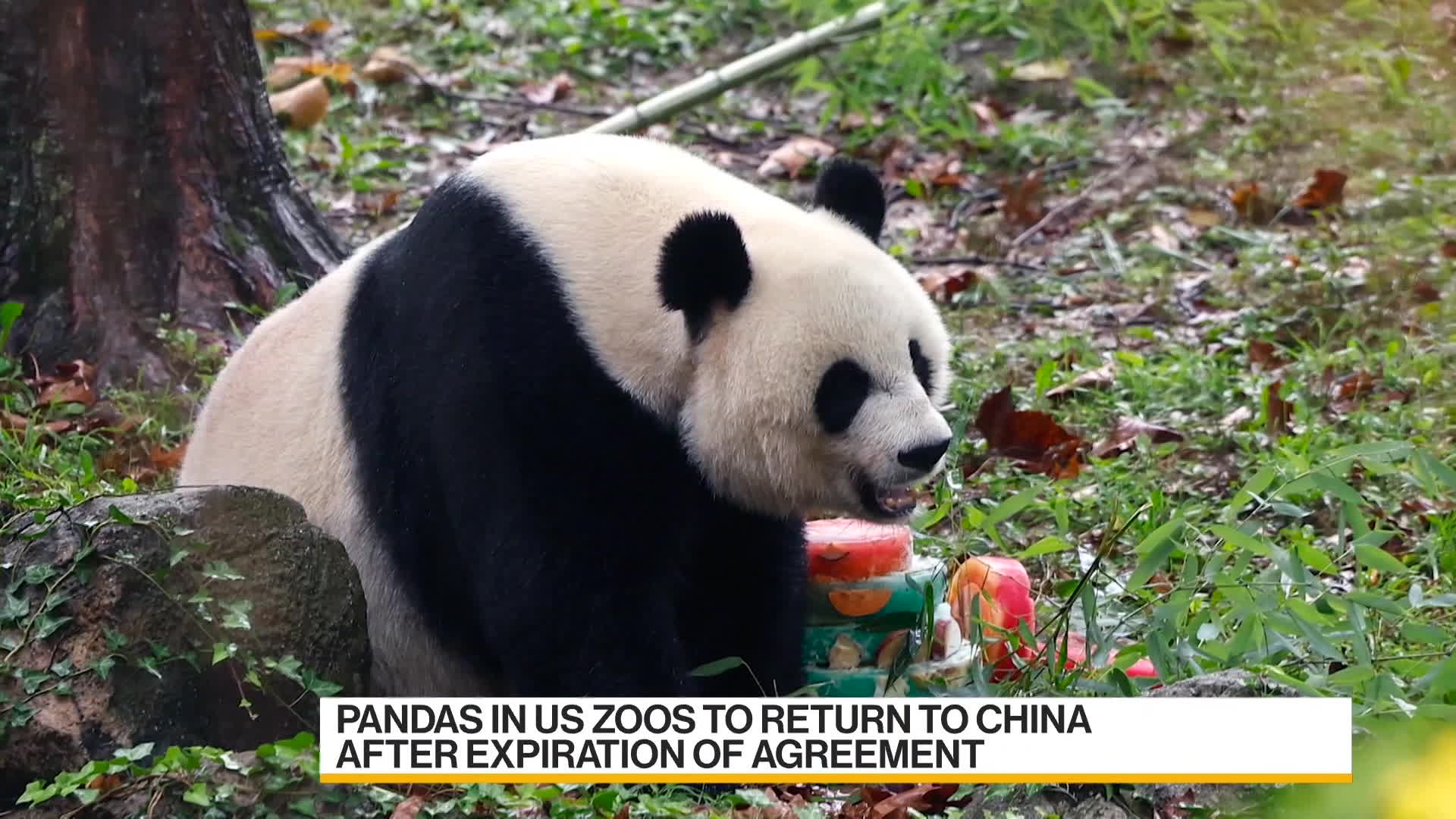 Tension　Political　Back　Shows　Bloomberg　US　Taking　China　Pandas