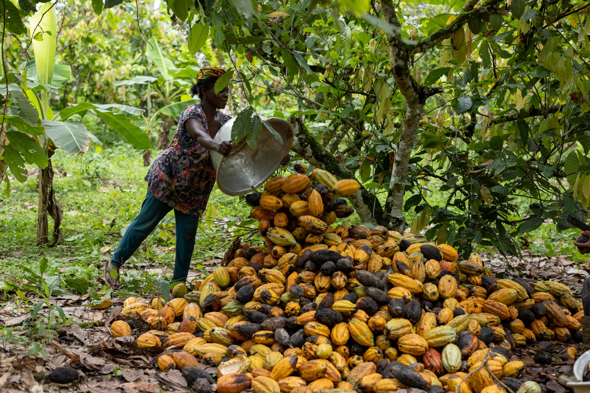 Ghana Trade Surplus Narrows on Smaller Cocoa and Oil Exports - Bloomberg