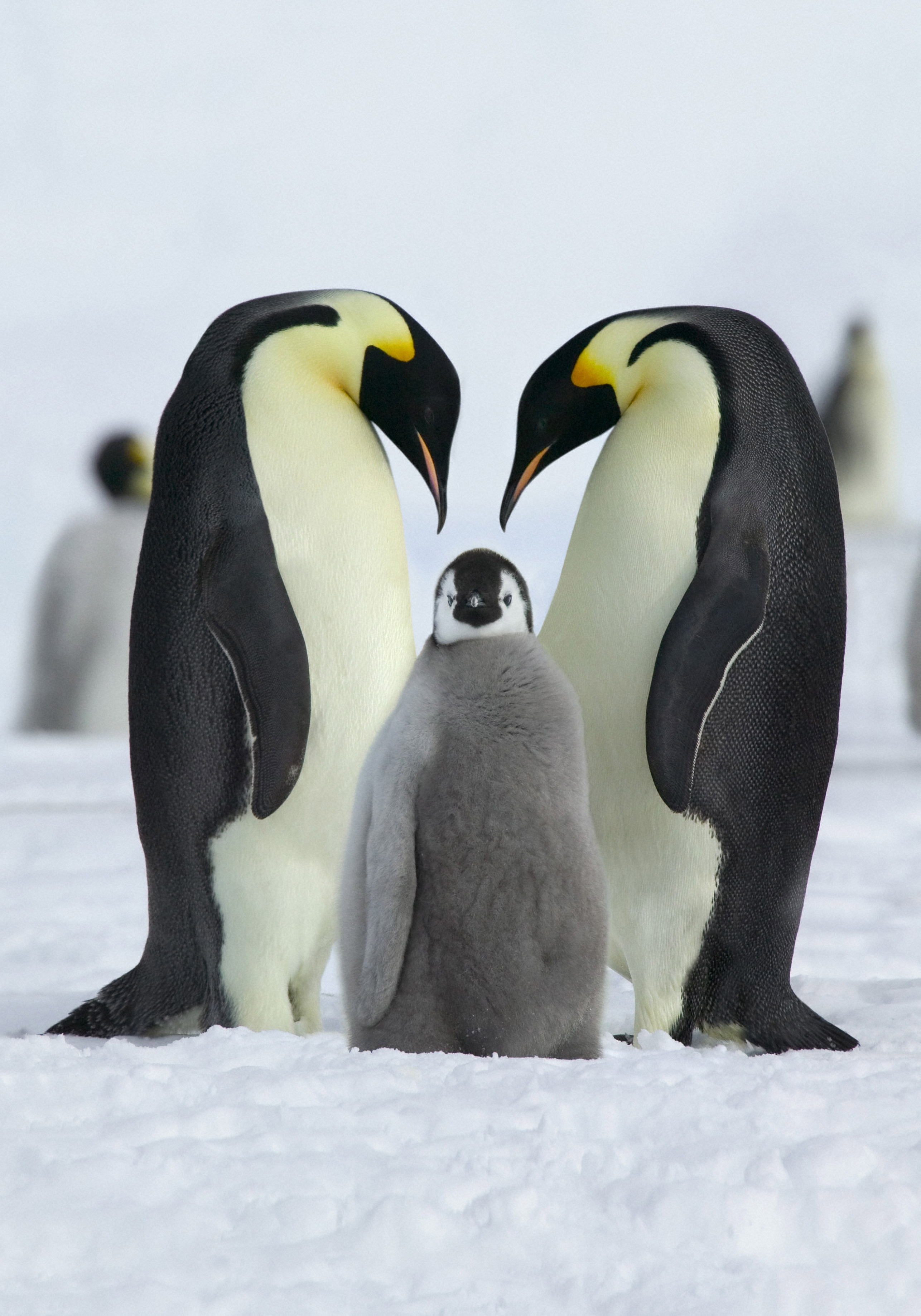 Пингвины моей мамы 5. Семейства животных. Семья зверей. Семья пингвинов. Фото семьи животных.