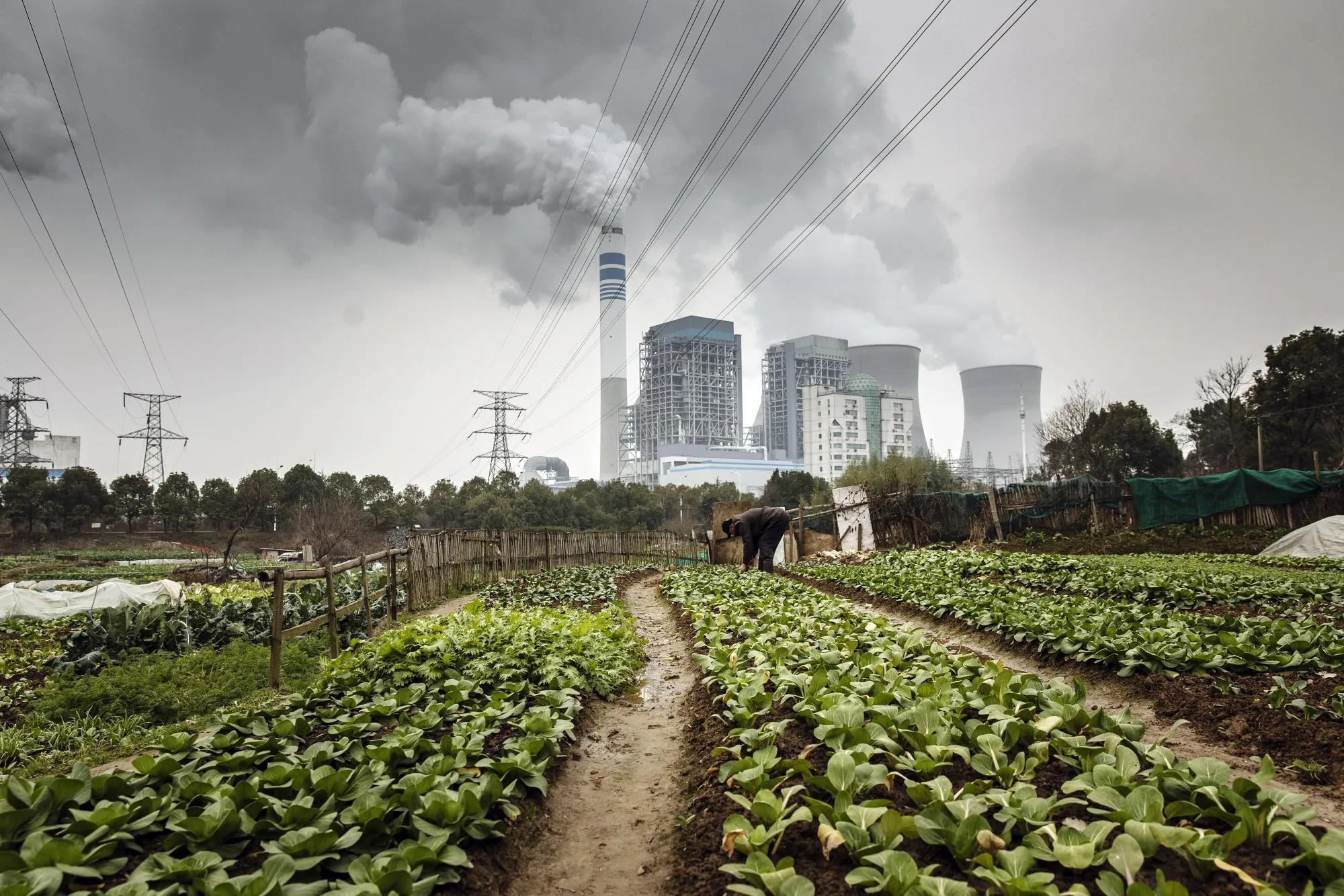 A man tends to vegetables growing in a field as emissions rise from cooling towers at a coal-fired power station in Tongling, China.