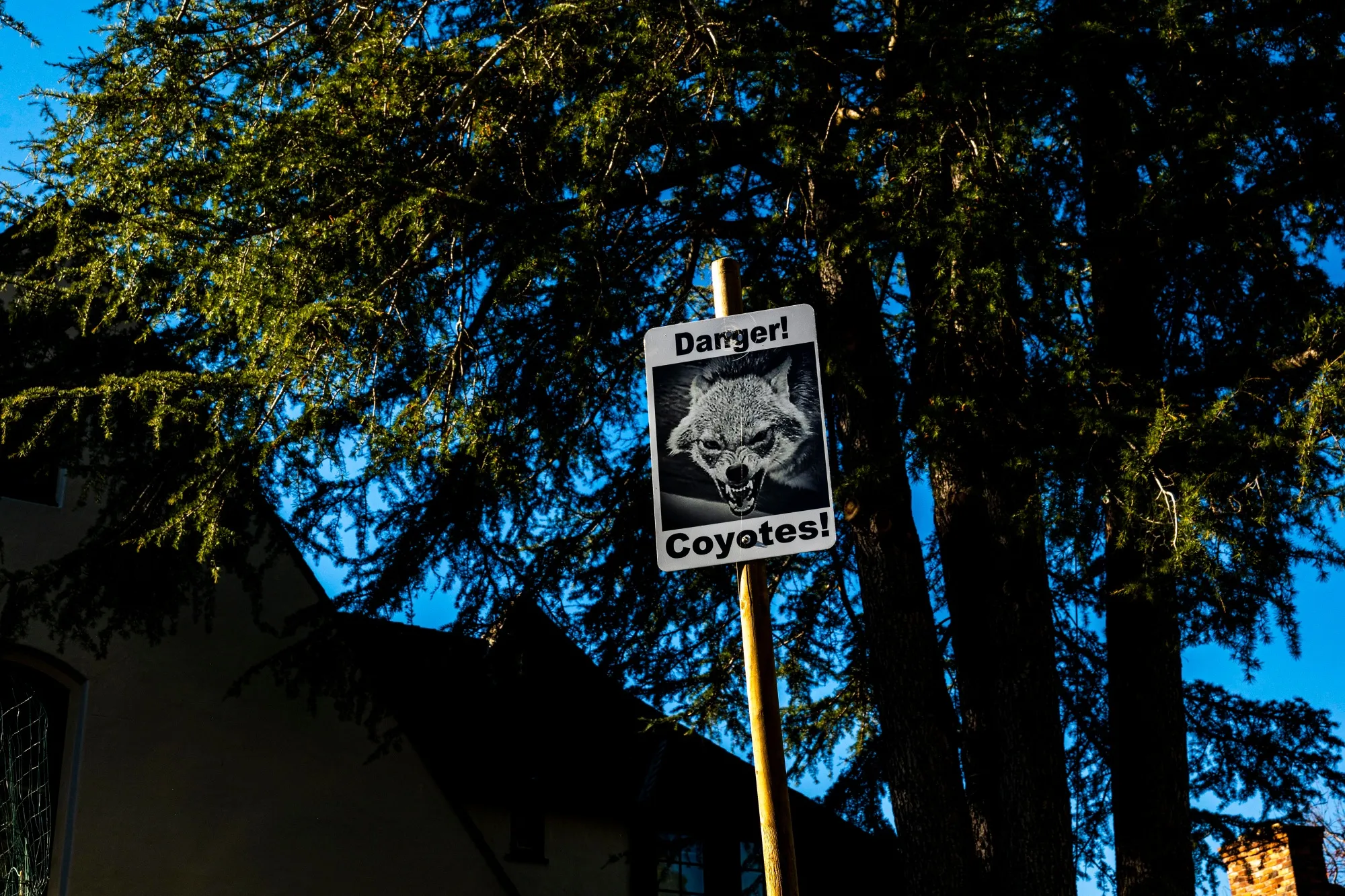 A coyote warning sign in the front yard of a residence in Kensington, California, US