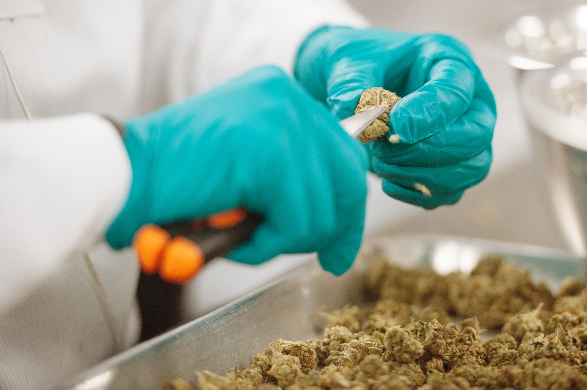 A post-harvest tech manicures finished buds at the CannTrust Holdings Inc. cannabis production facility in Fenwick, Ontario, Canada.
