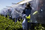 Workers stand behind plastic screens while harvesting lettuce on a farm in Greenfield, California, on April 27.