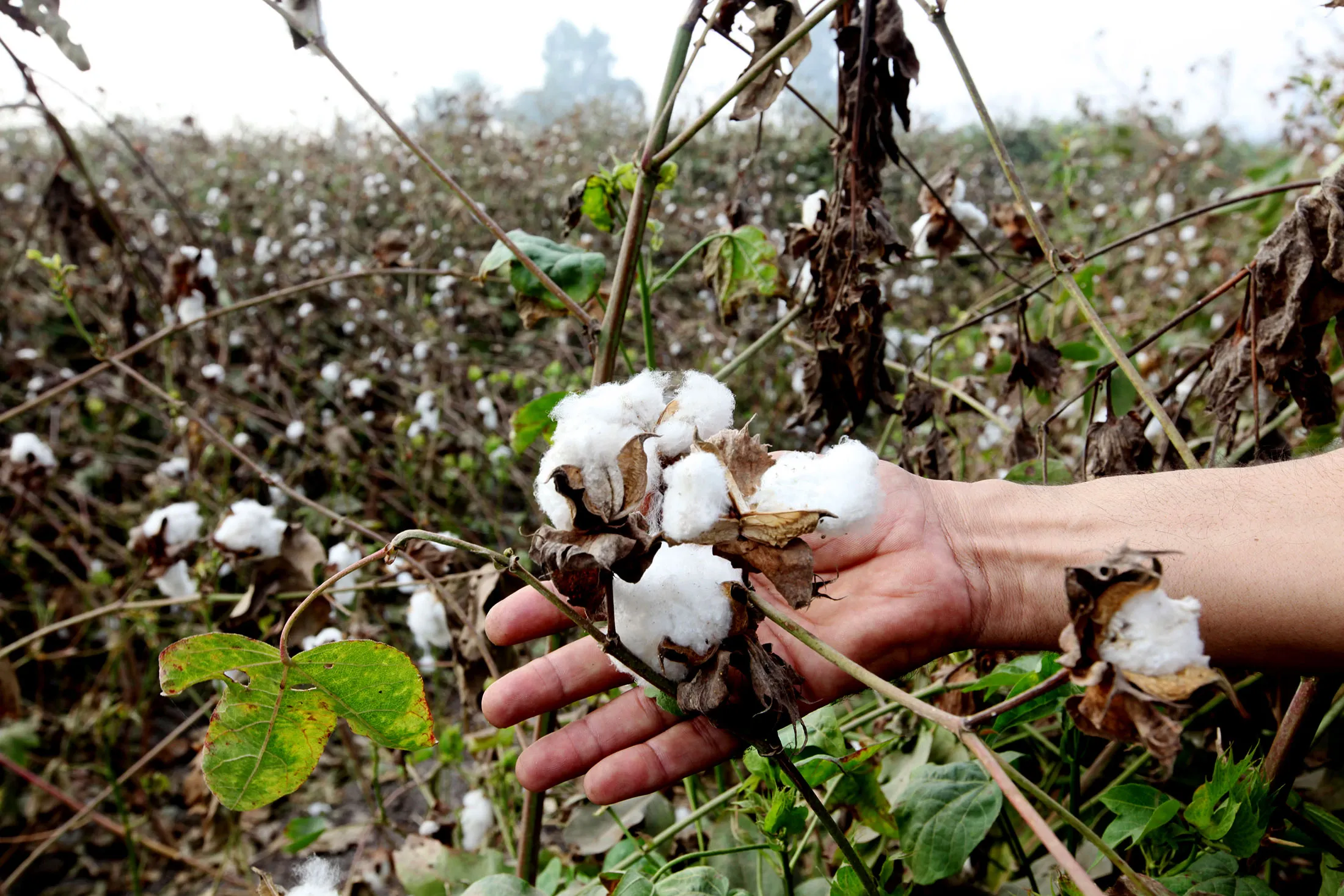 A cotton shrub during the cotton harvest in Benha, Egypt.
