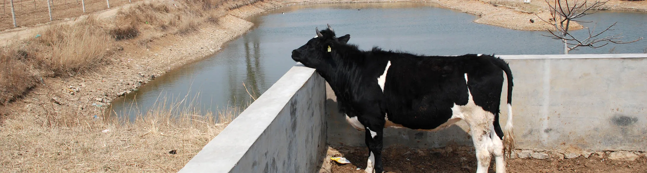 1491292476_china huishan cow milk large lede