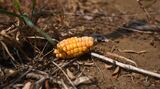 Crops Fried As Weeks-Long Heat Dome Persists