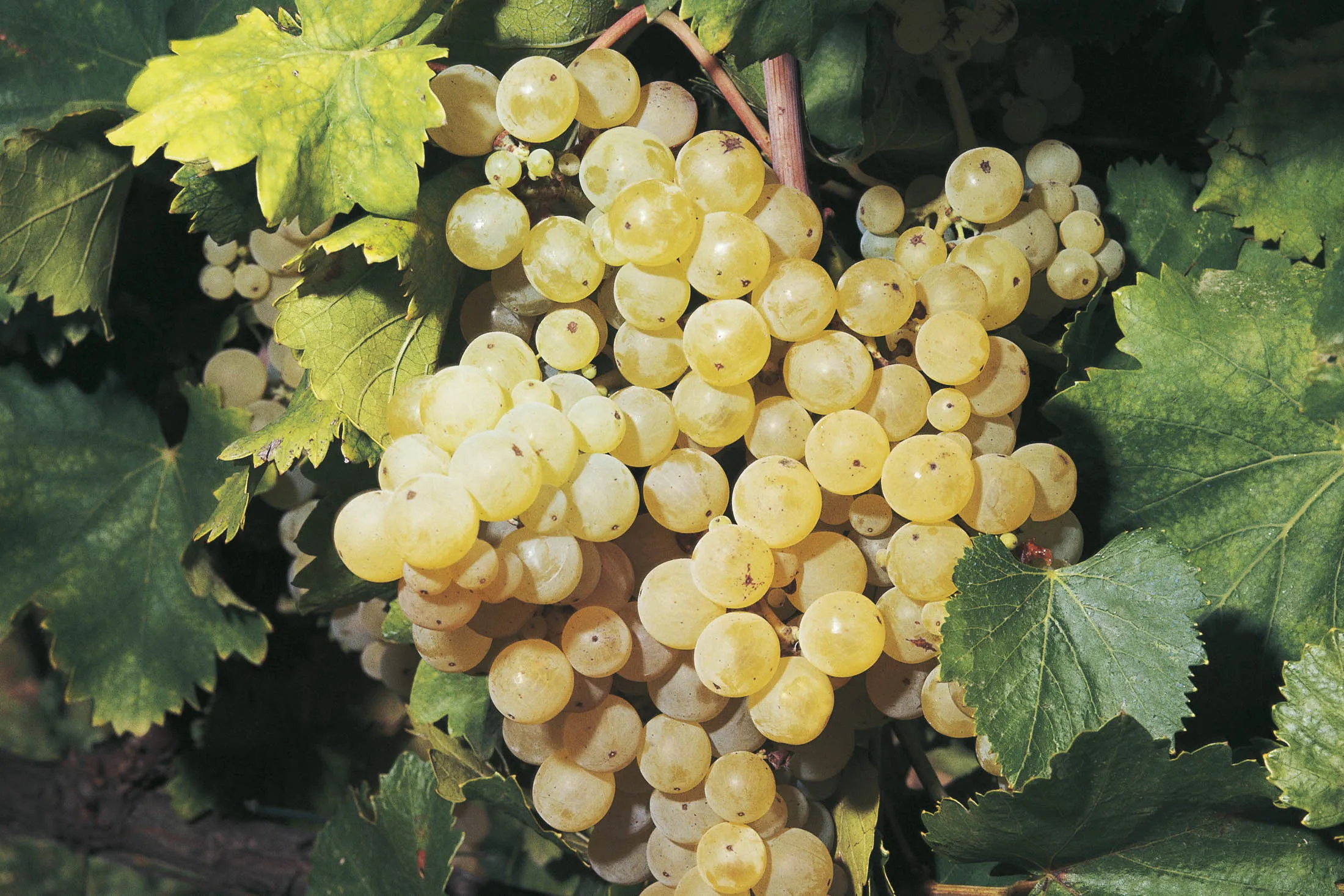 A bunch of pecorino grapes.
