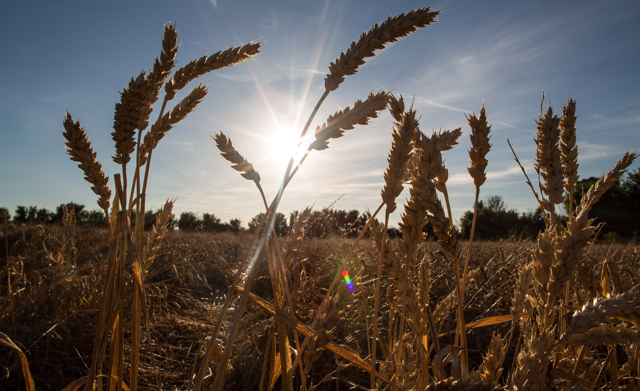 Crusoe wheat stands in a field before harvesting at Bentley Hall Farm in Wickford, U.K., on Monday, Aug. 15, 2016. U.K. wheat and barley exports are set to beat government forecasts for the season that ended in June as a weaker pound and higher corn prices make the country's overseas sales of the grains more competitive.
