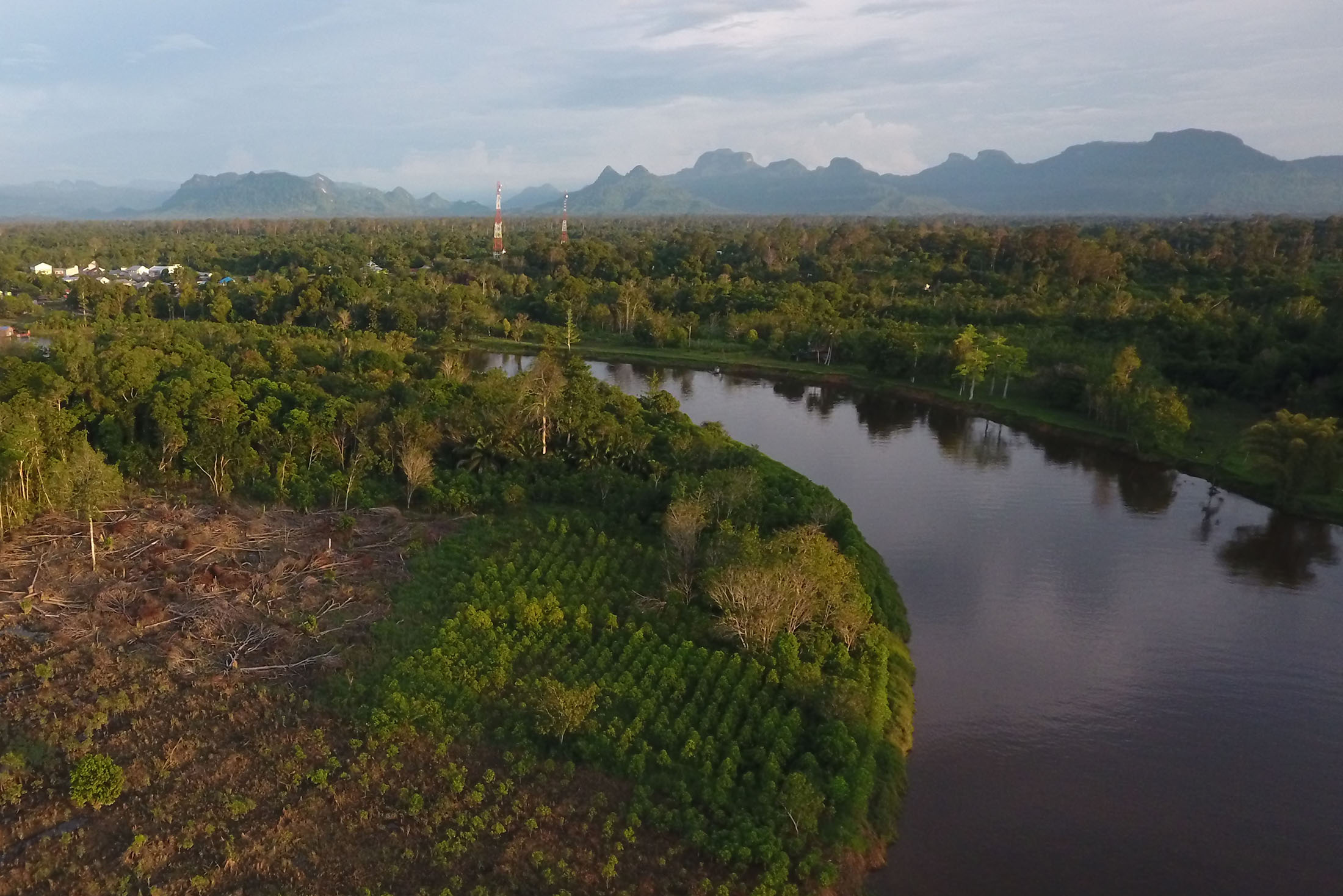 Kratom plantation in Kapuas Hulu, West Borneo.