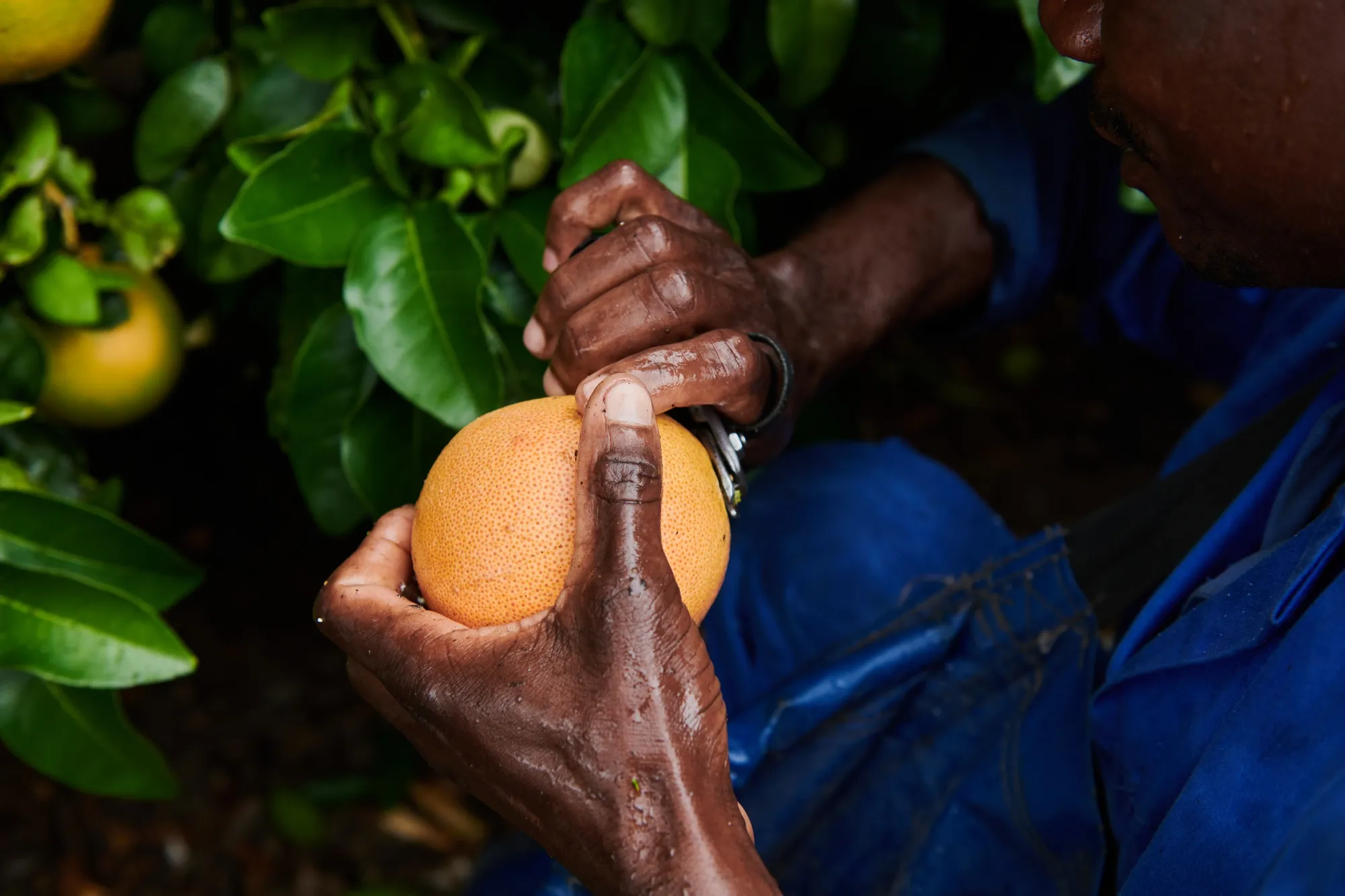 A citrus farm in South Africa.