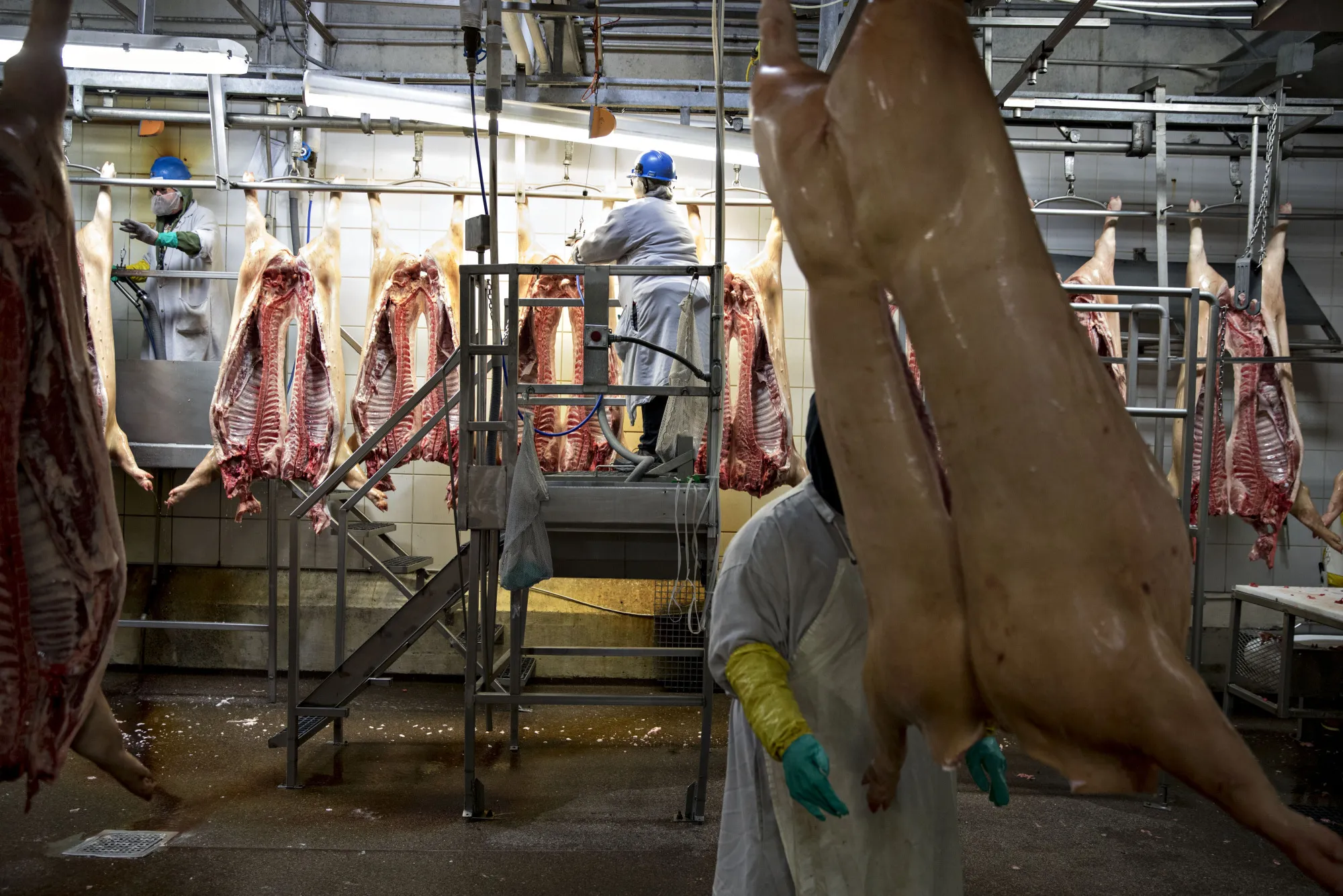 Pig carcasses hang from an overhead conveyor at a pork processing facility in Milan, Missouri.
