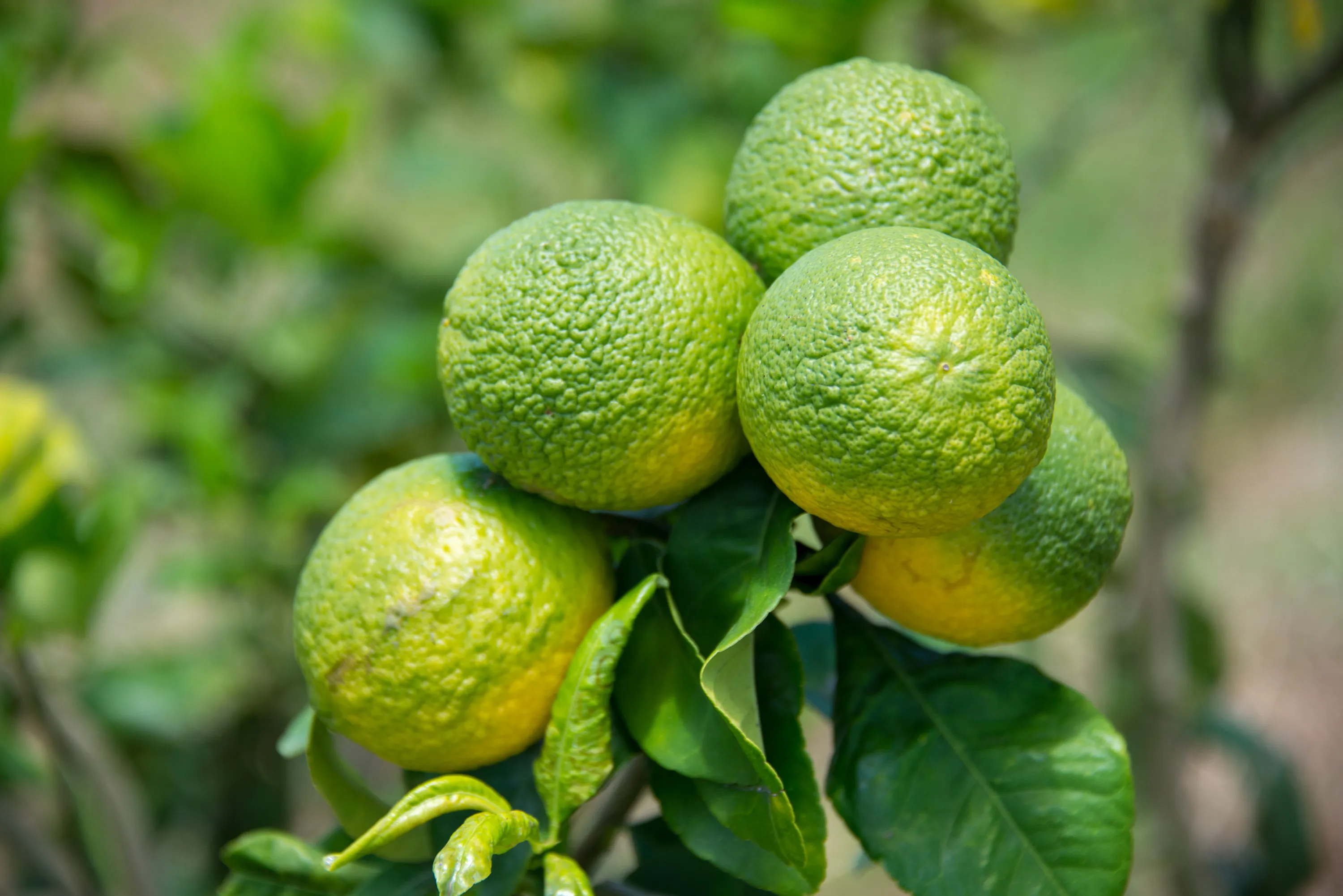 Citrus fruits with the citrus greening disease.