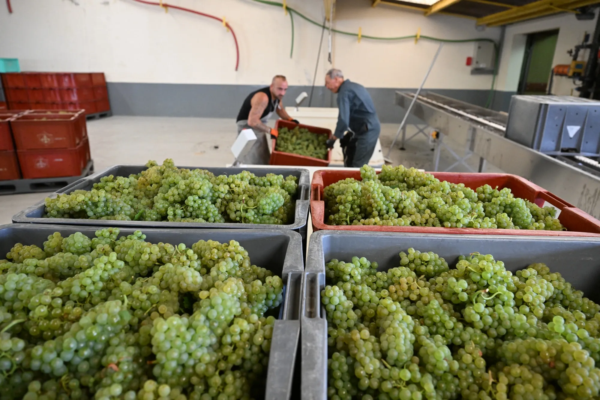 French workers fill a press with grapes during harvest season.