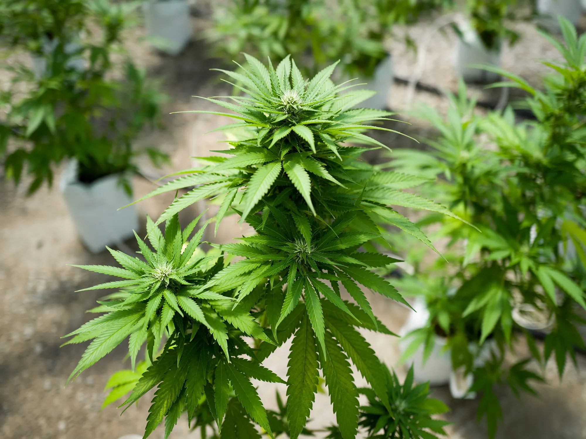 Marijuana Grow Near Albany For State's Legal Medical Marijuana Dispensaries