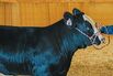 The Life and Times of a Sirloin Steak