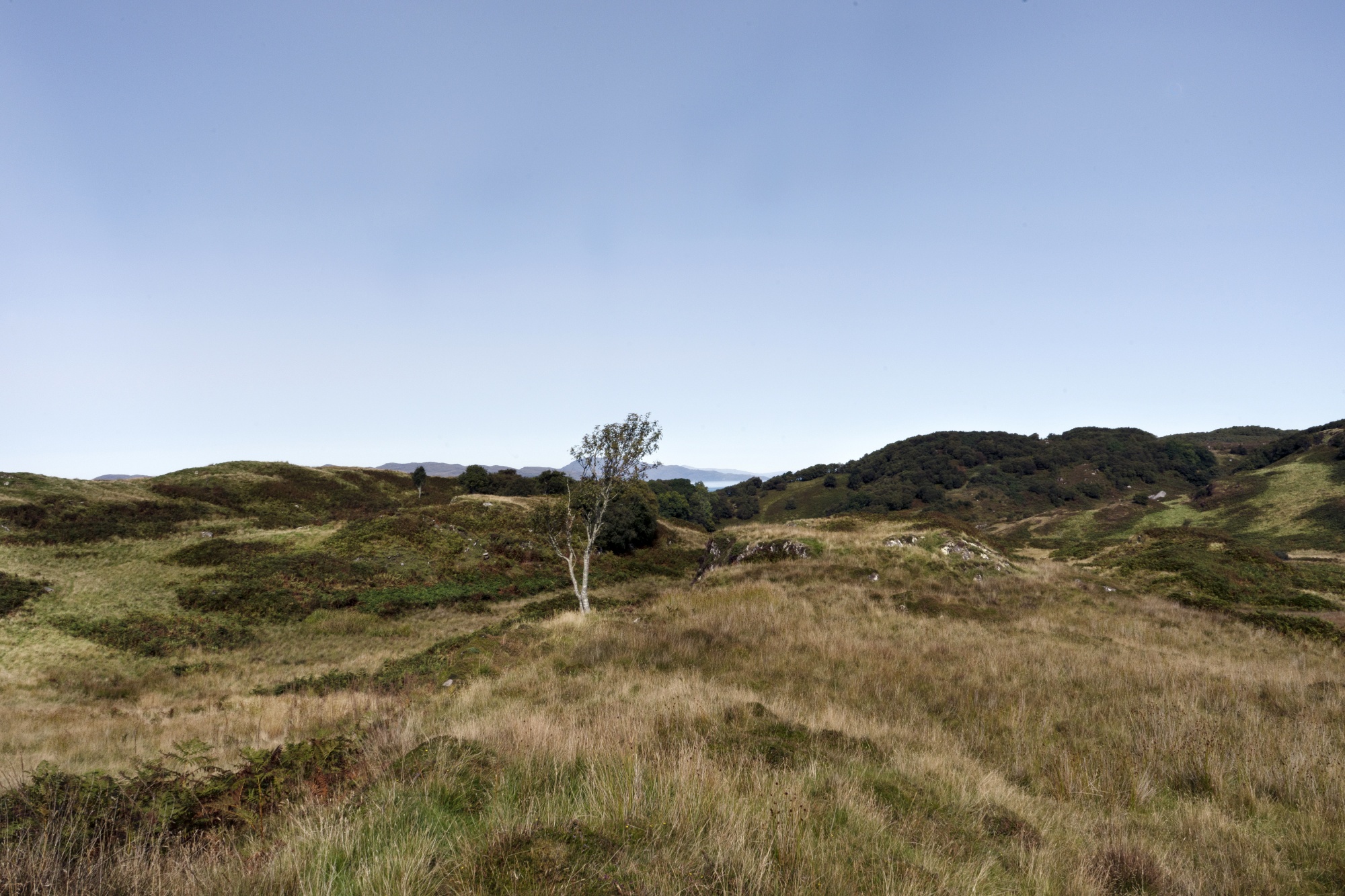 Medicinal leeches poised for comeback in Scottish Highlands, Conservation