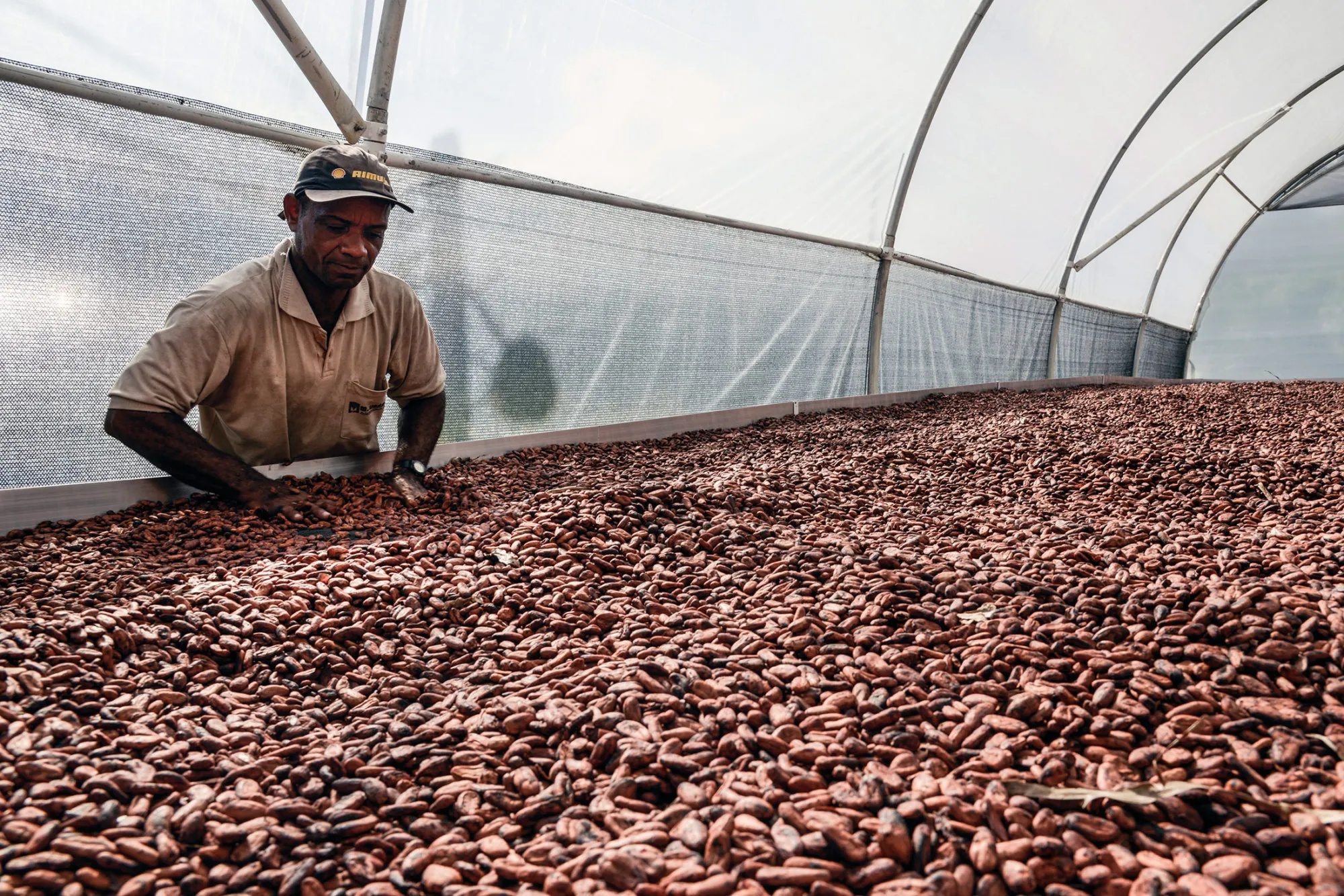 A workers uses his hands to mix cocoa beans at a farm near Ilheus, Brazil, on May 28, 2015.
