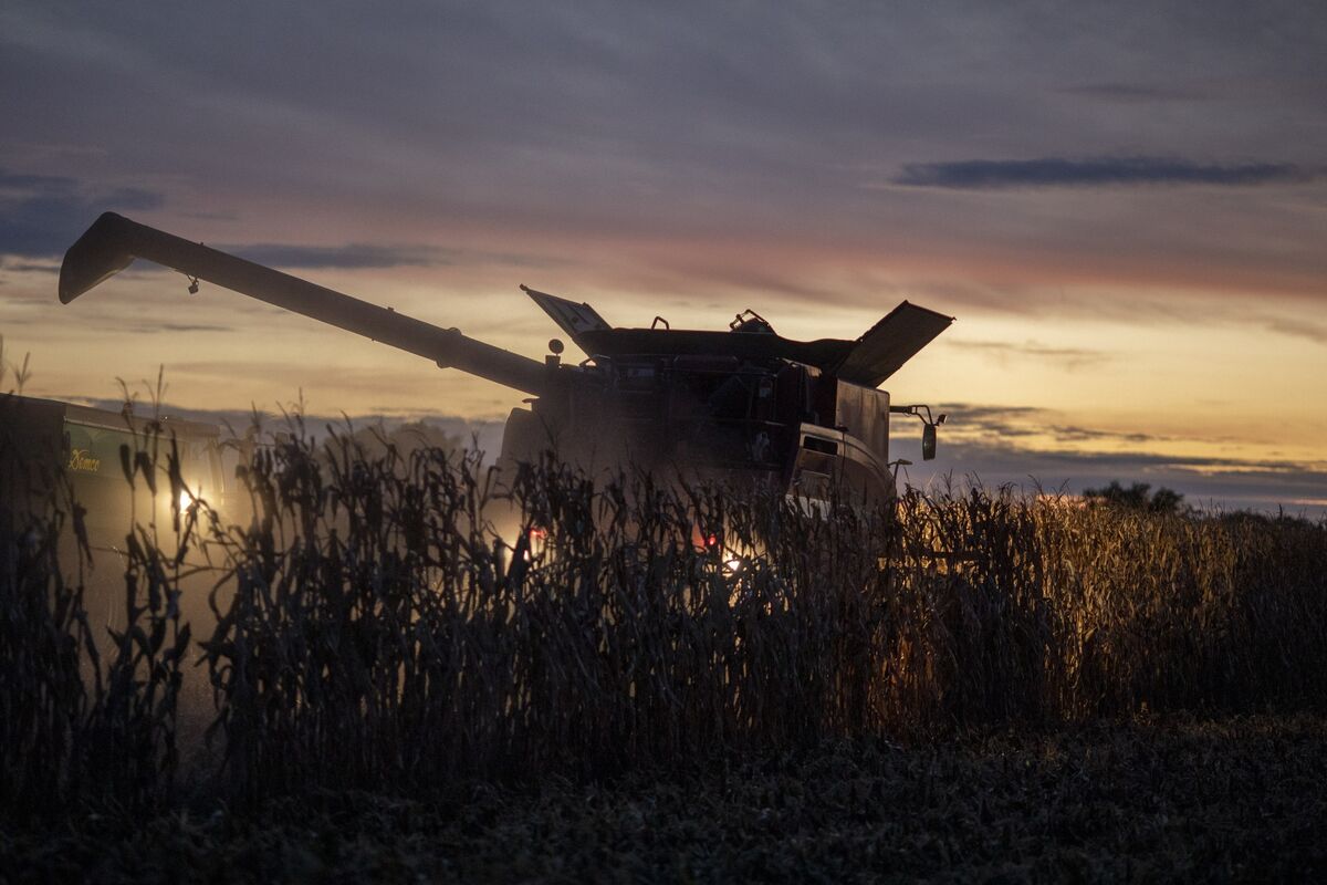 Smallest US Corn Crop Since 2019 Signals Higher Food Costs Ahead 