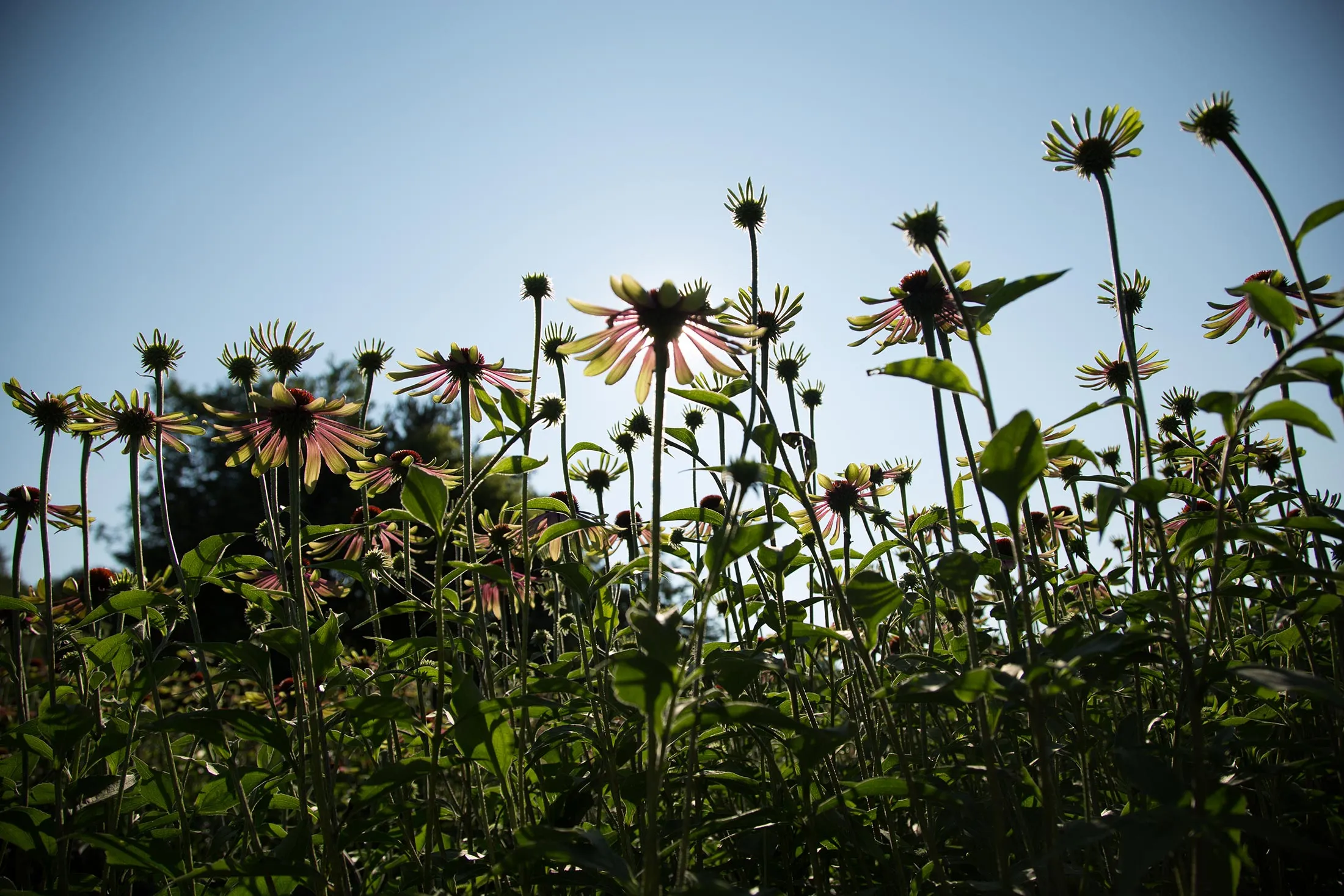 Echinacea Green Envy.
