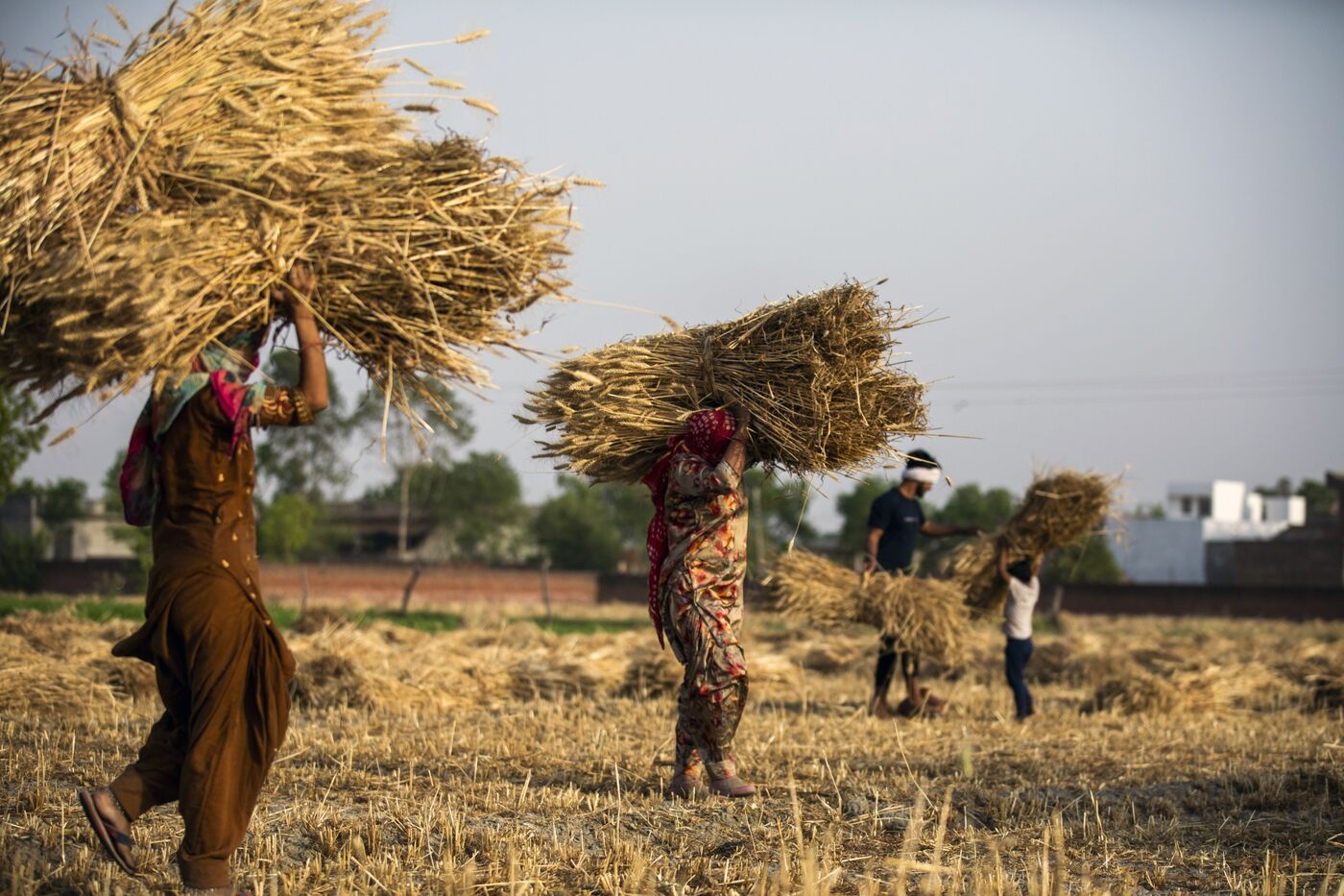 Thu hoạch lúa mì khi gió mùa quan trọng nhất của Ấn Độ có khả năng gần bình thường trong năm nay