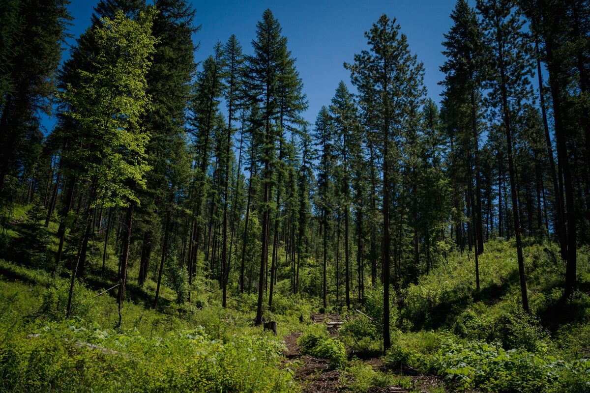 Dispute Over Counting Forest Carbon Roils Global Standard-Setter