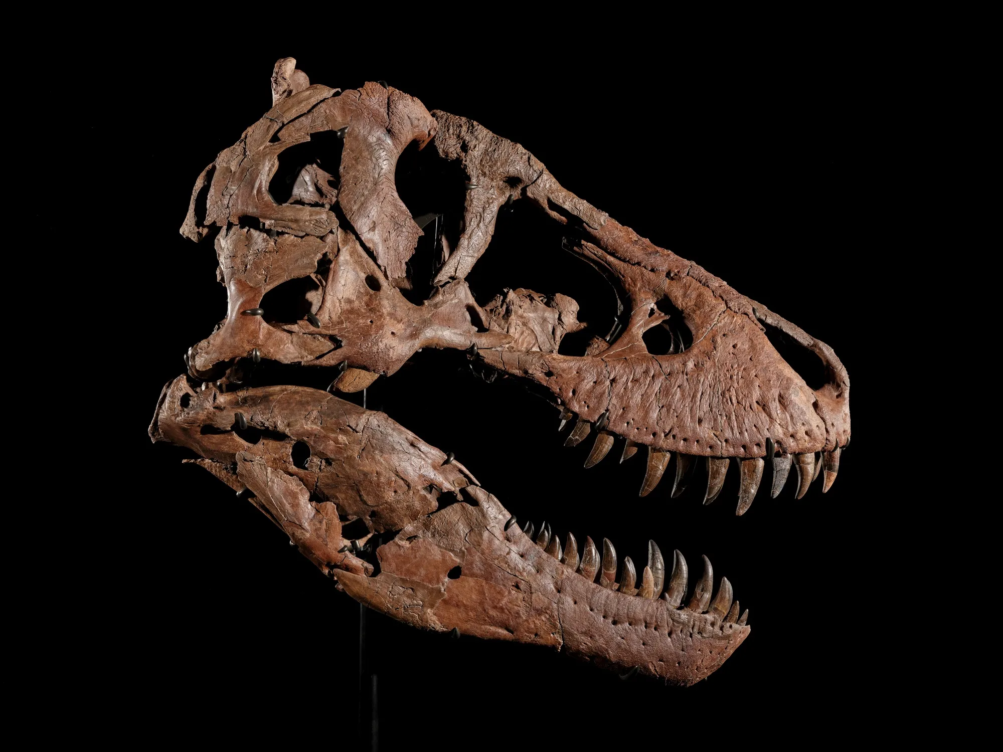ティラノサウルス化石の落札額、過去最高の約81億円－米サザビーズ