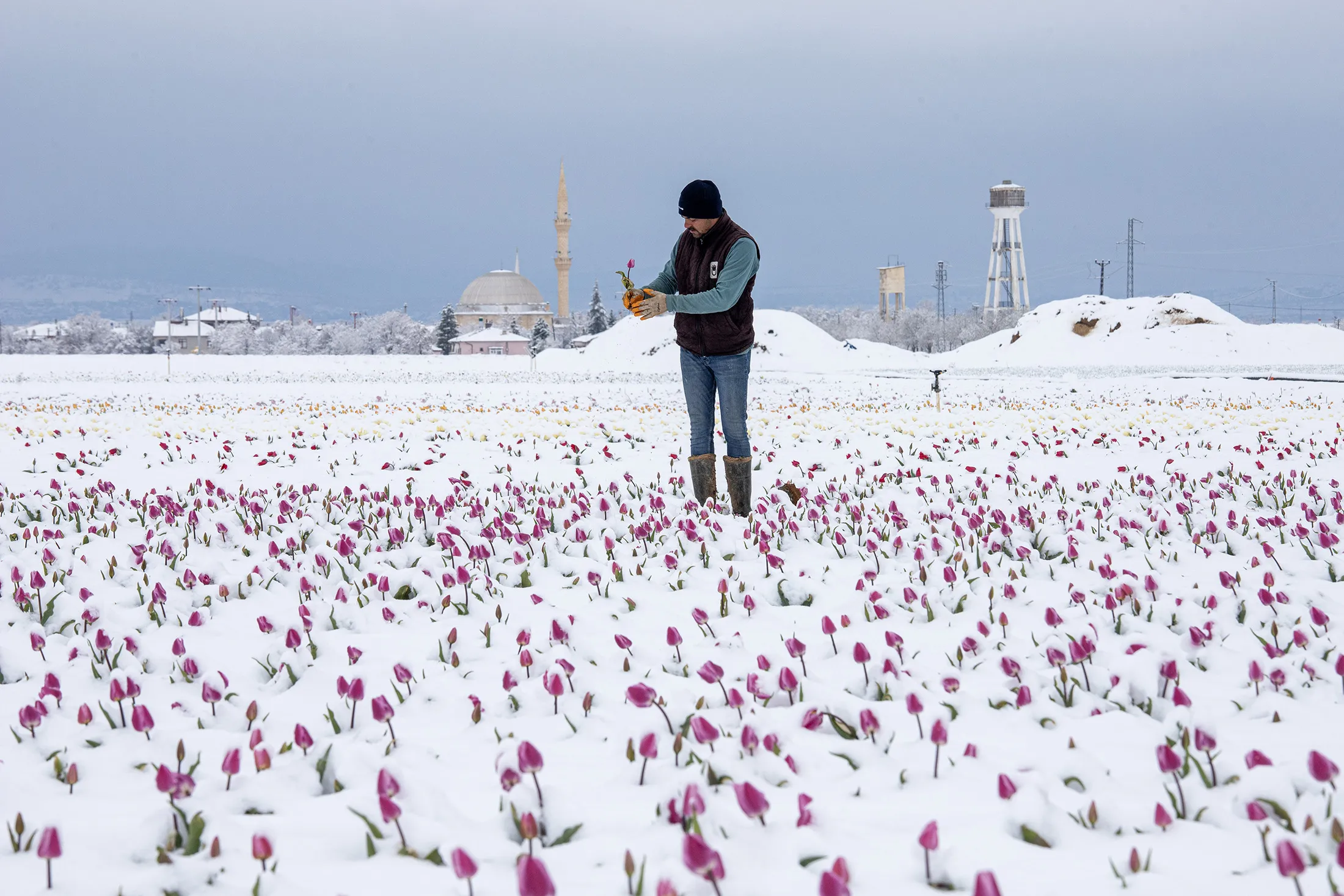 A worker checks a snow-covered&nbsp;tulip field during spring time in the Kazimkarabekir district of&nbsp;Karaman, Turkey, on April 10, 2025.