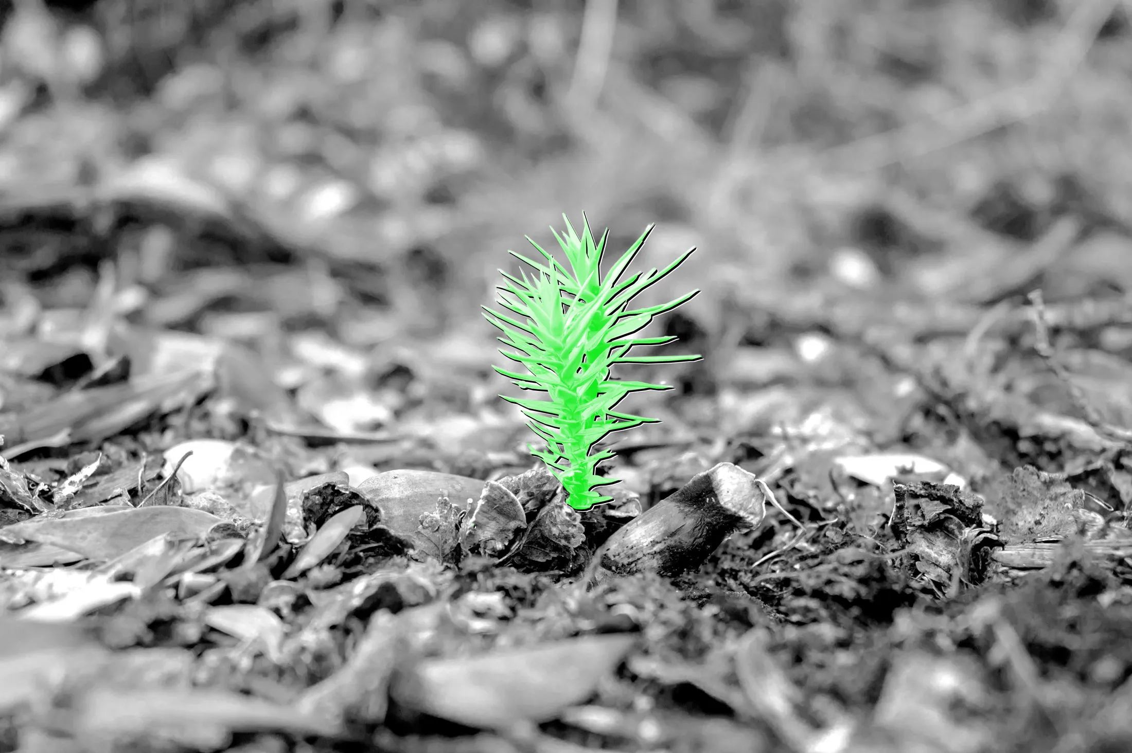 Araucaria saplings found Temuco&nbsp;can grow over 100 feet&nbsp;tall. The evergreen species is designated the&nbsp;national tree of Chile.