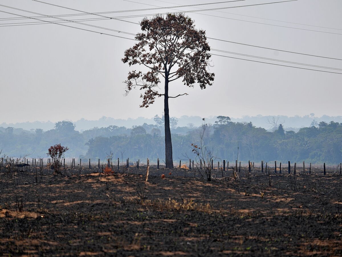 COFCO: Chinese soy trader's progress on traceability in Brazil is