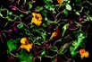 1497300251_social-food-microgreens-bloomberg