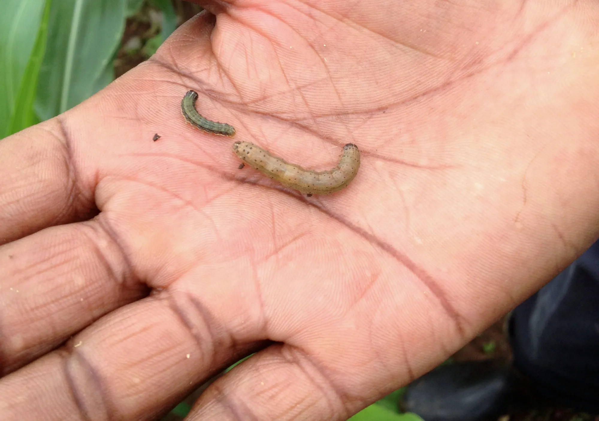 A fall armyworm, right, is seen alongside an unidentified specimen, at a farm south of Lusaka, Zambia, on Jan. 4, 2017. Photographer: Taonga Clifford Mitimingi/Bloomberg
