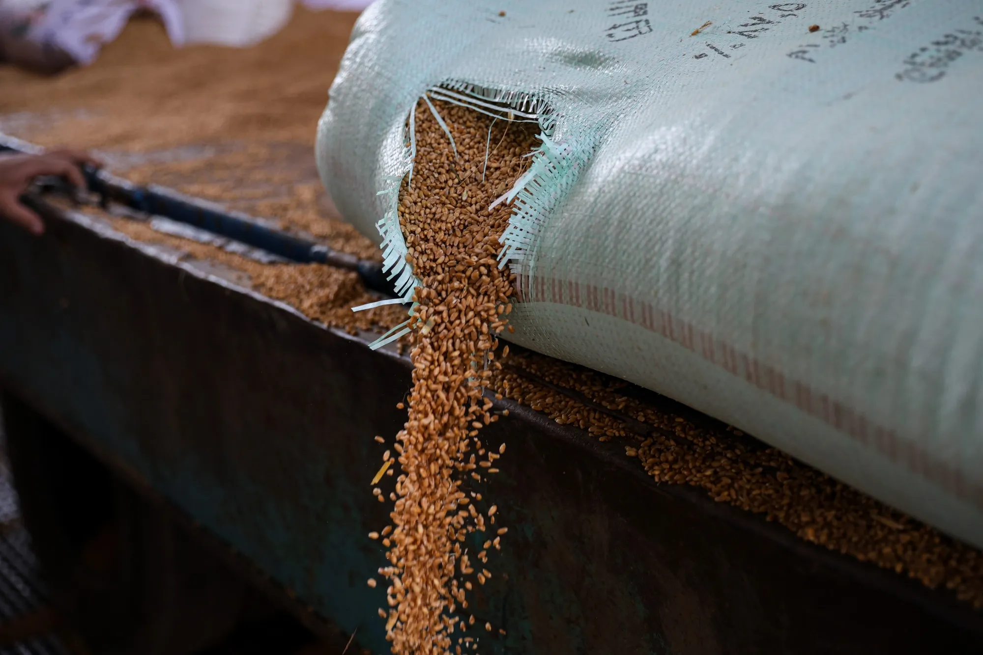 Workers unload a delivery of wheat grain at a government operated-mill in Egypt.