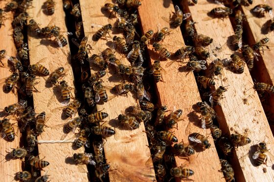 Bees Are Dropping Dead in Brazil and Sending a Message to Humans