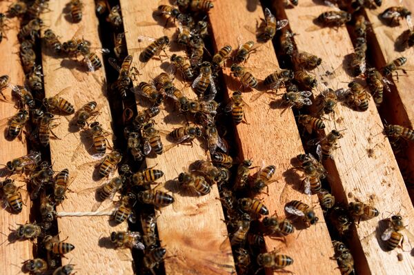 relates to Bees Are Dropping Dead in Brazil and Sending a Message to Humans