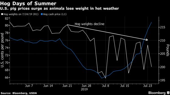It's So Hot That Pigs Are Getting Skinnier, Boosting U.S. Prices