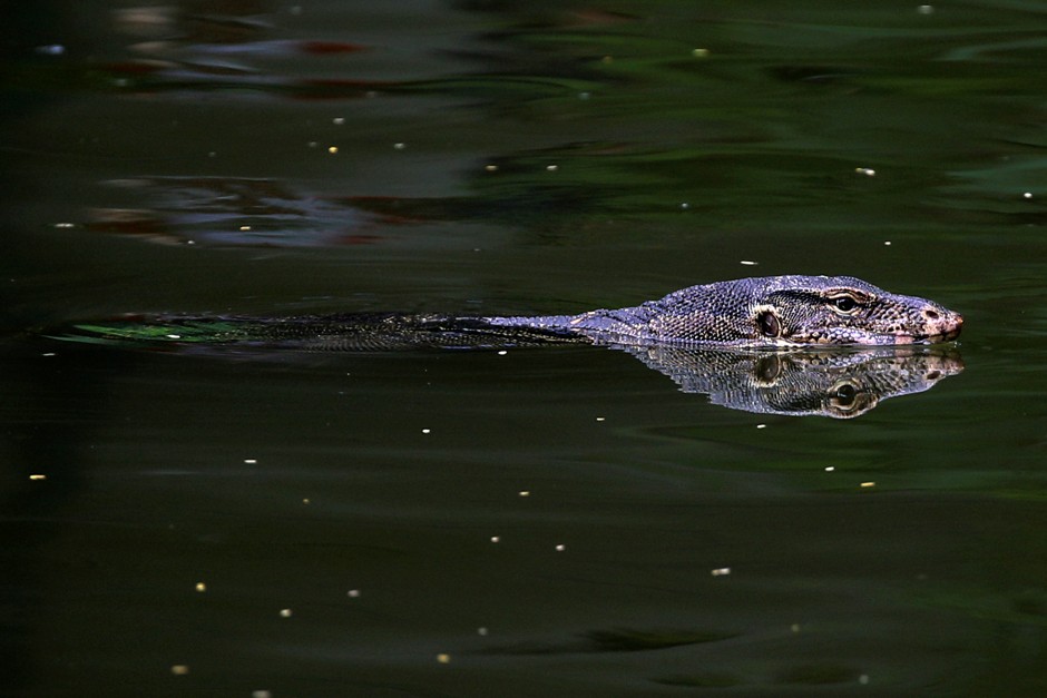 A monitor lizard swims in Bangkok's Lumpini Park.