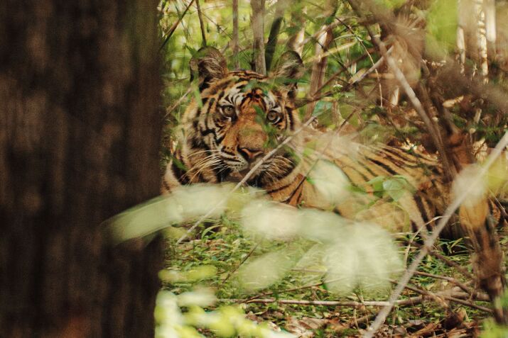 0126_PURSUITS_WTG_INDIA TIGERS