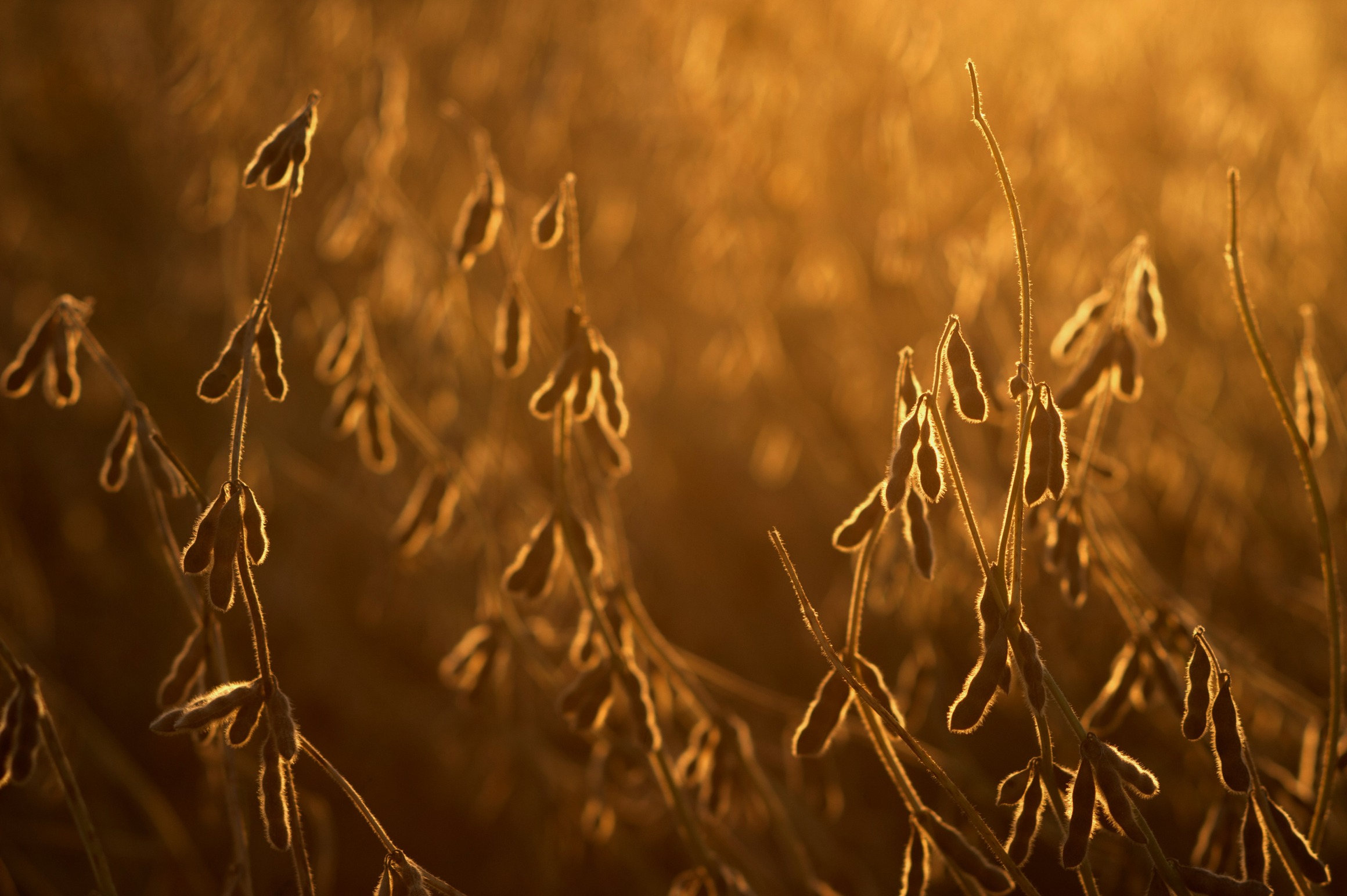 Soybeans during harvest on a farm in Fairfield County, Ohio.