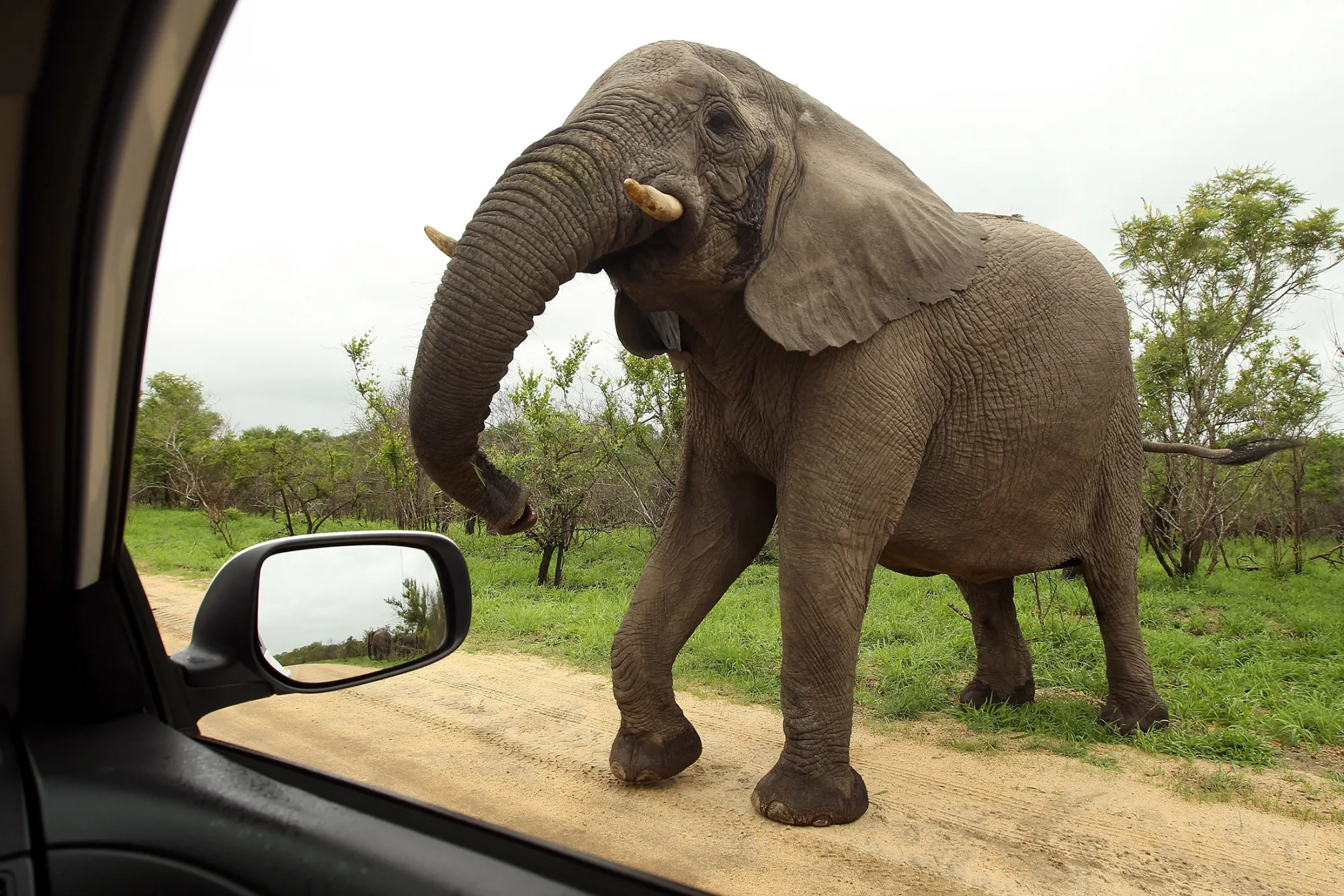 An elephant comes toward a car in Kruger National Park in Malelane, South Africa.
