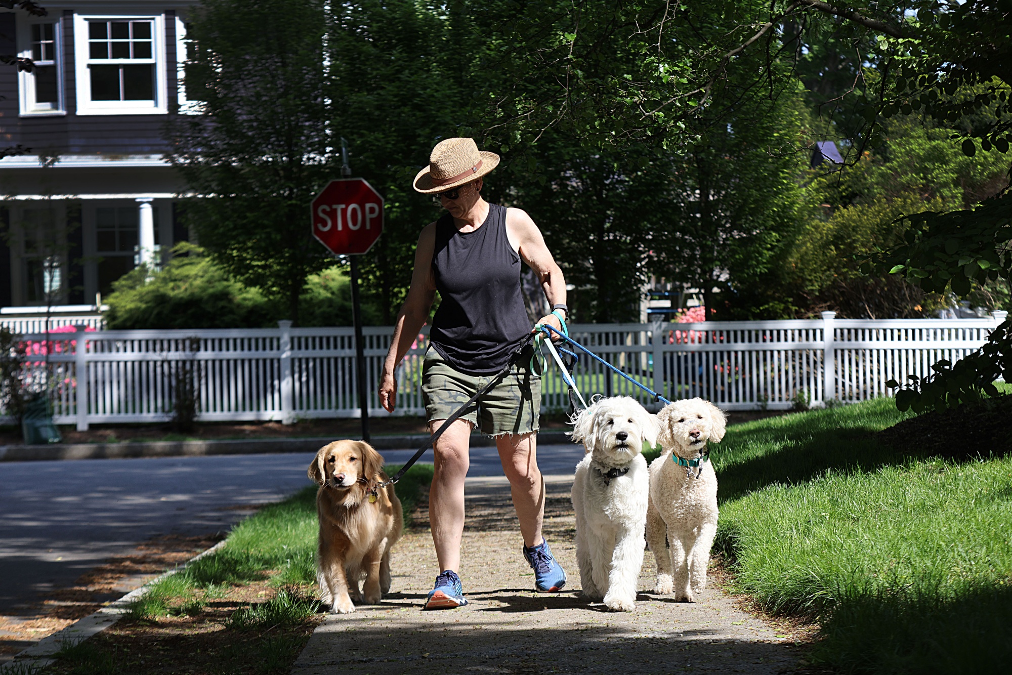 A dog walker in Newton, Massachusetts on May 18, 2026.