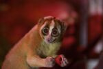A nocturnal slow loris.&nbsp;Species that are only active at night or during the day will be particularly affected.