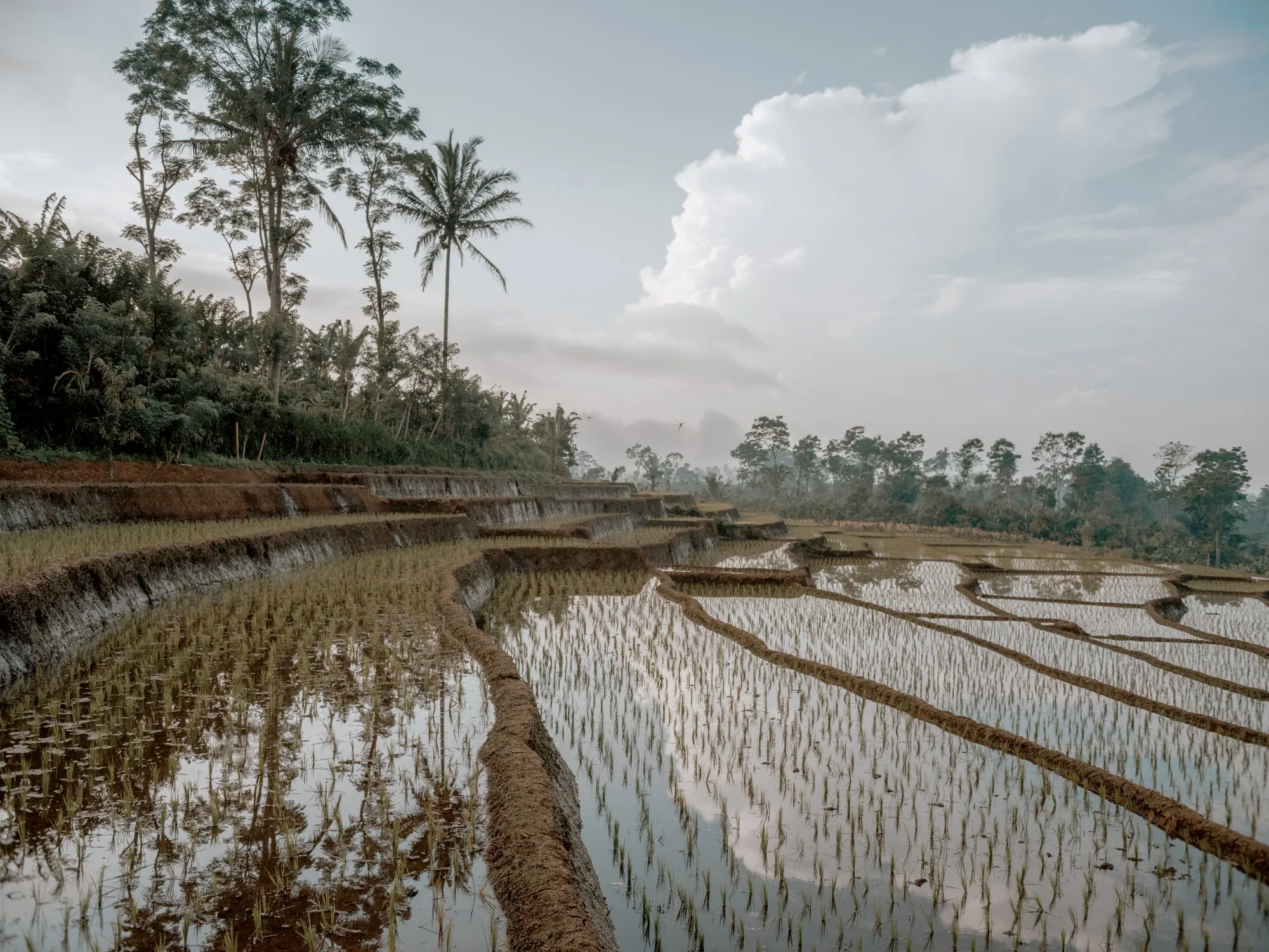 A&nbsp;rice paddy field in Lampung province, Indonesia.&nbsp;
