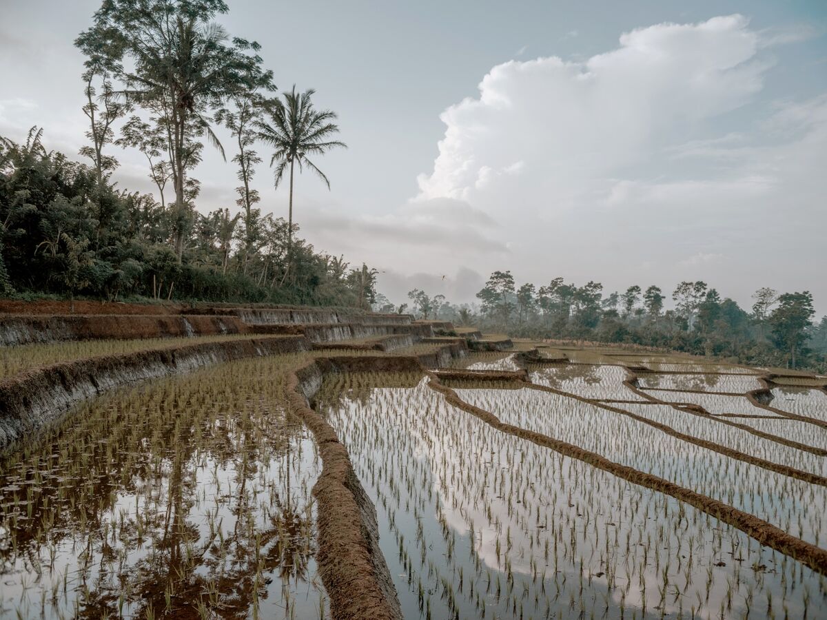 Indonesia Plans Rice Exports for Humanitarian Aid Amid Surplus
