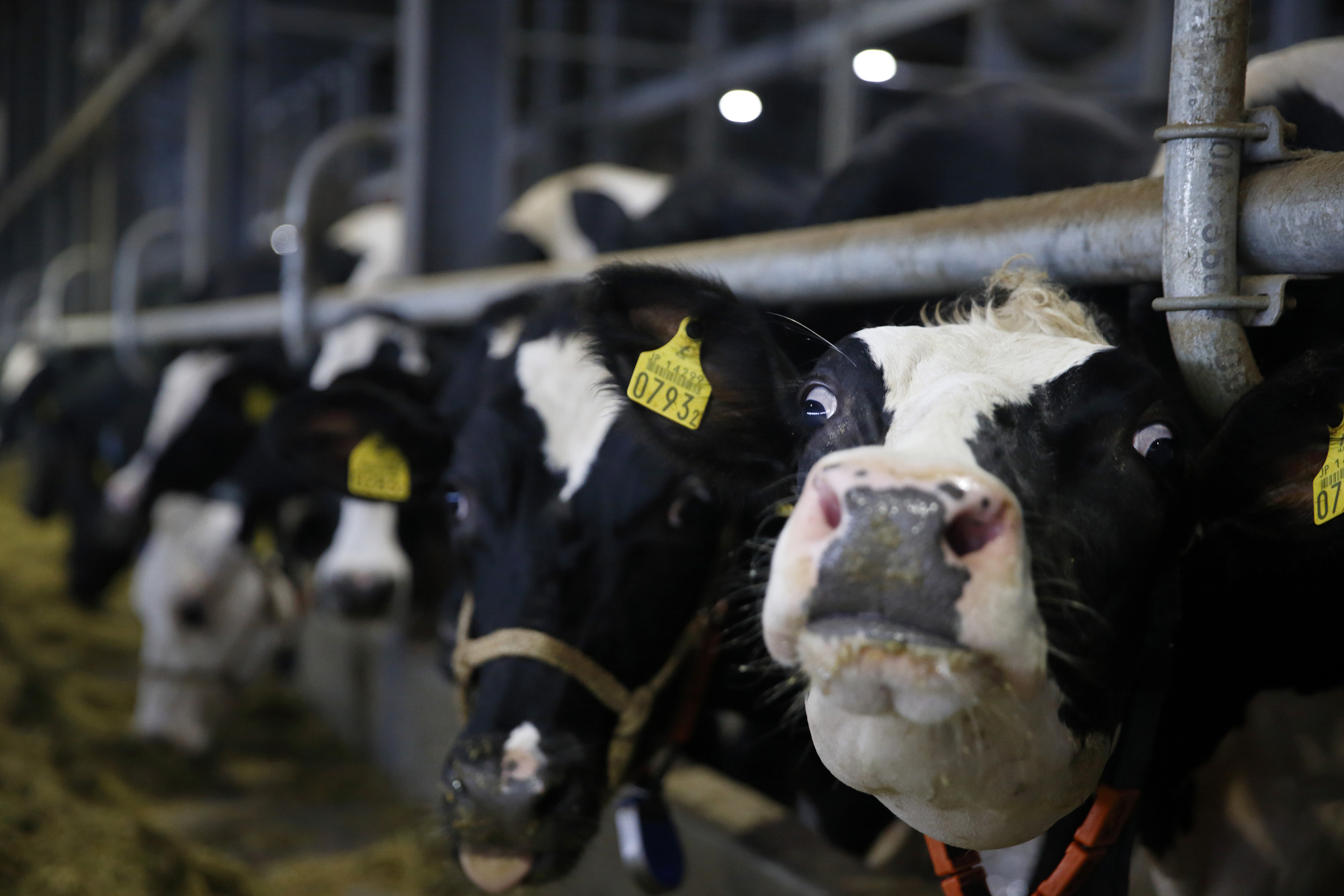 Sex Is Big Business In Dairy Farming And The Focus Of Legal Battles