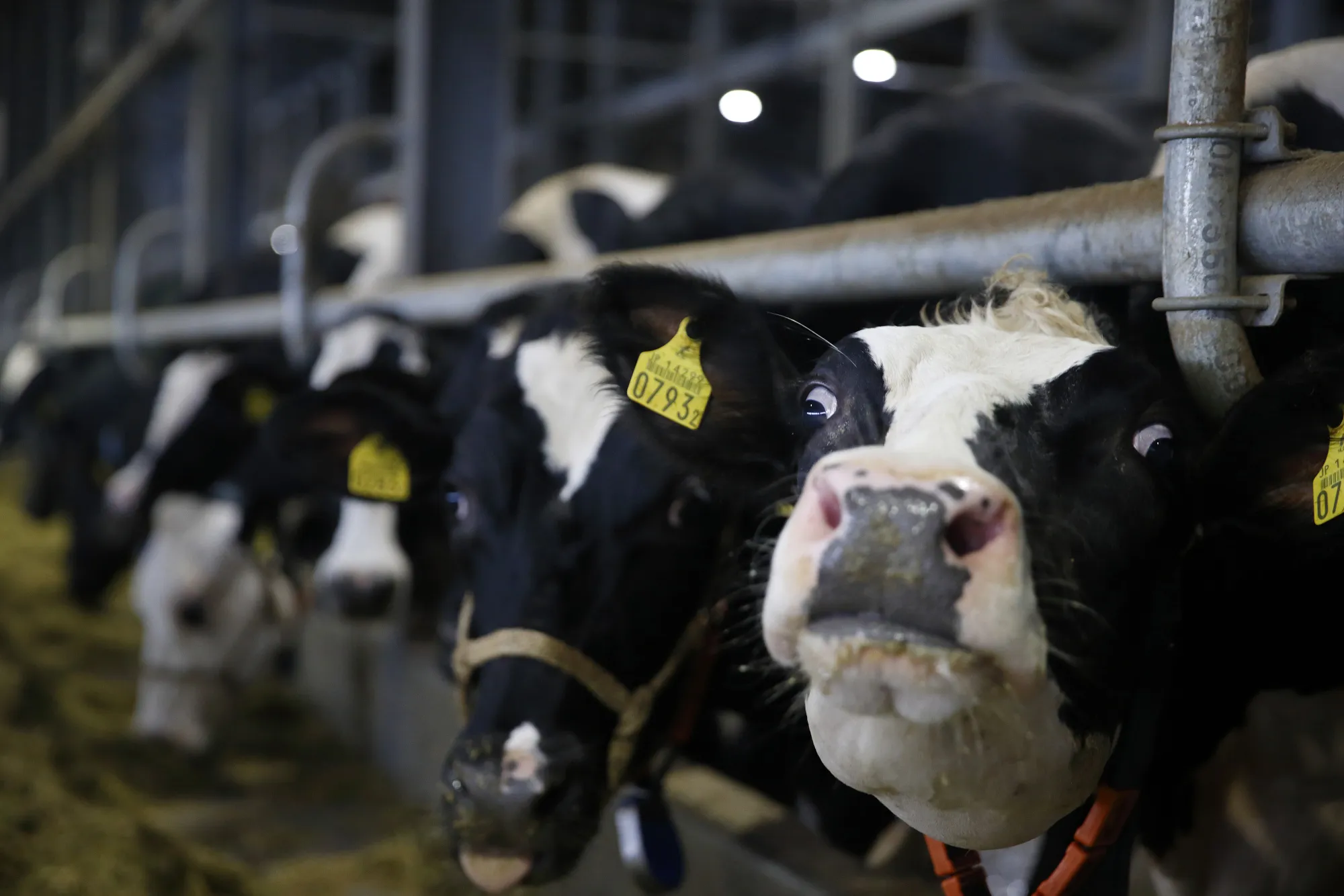 Operations At Kalm Kakuyama Dairy Farm, Asia's Largest Robotic Farm