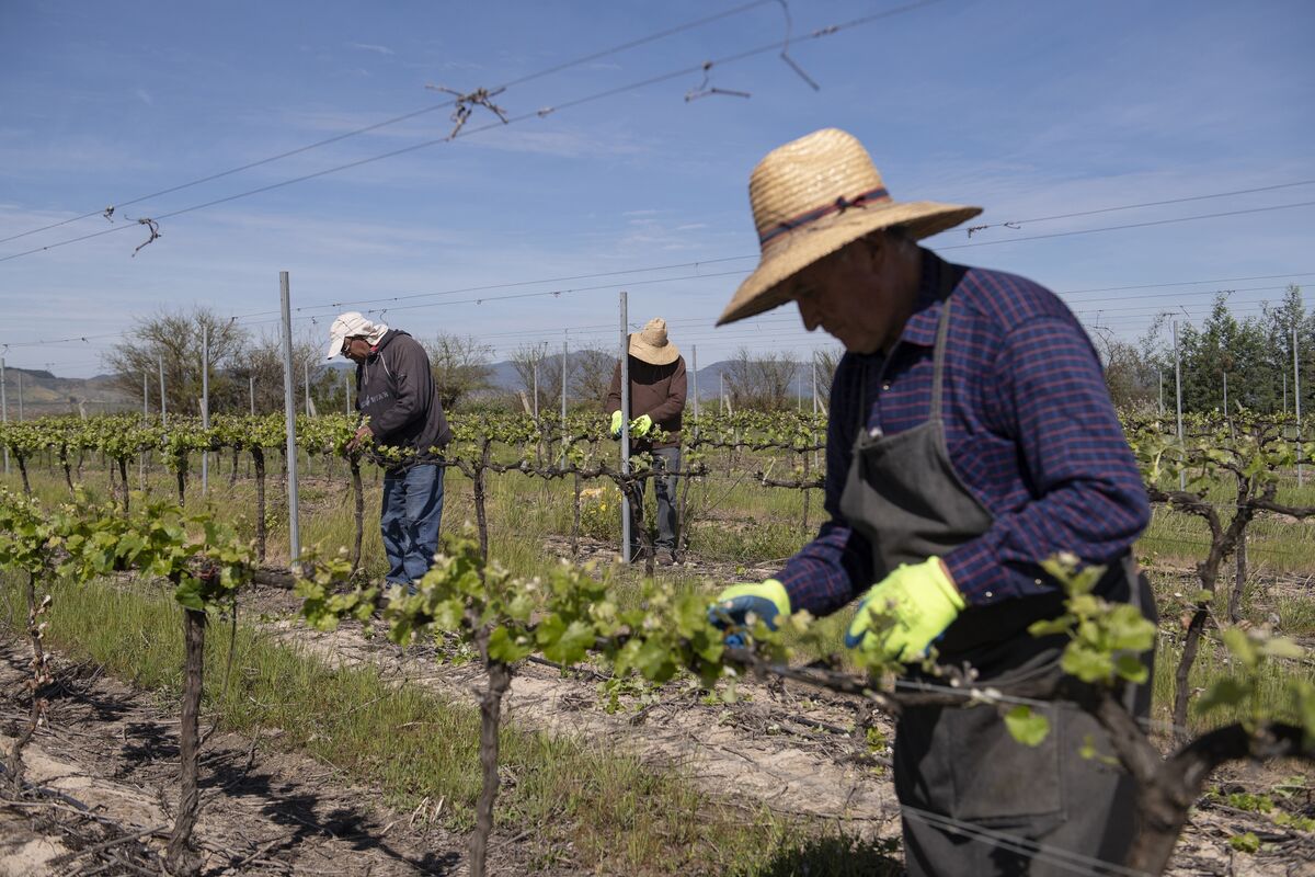 bloomberg.com - Alejandra Salgado - Chilean Raisins Are Latest Crop Hit by Extreme Weather