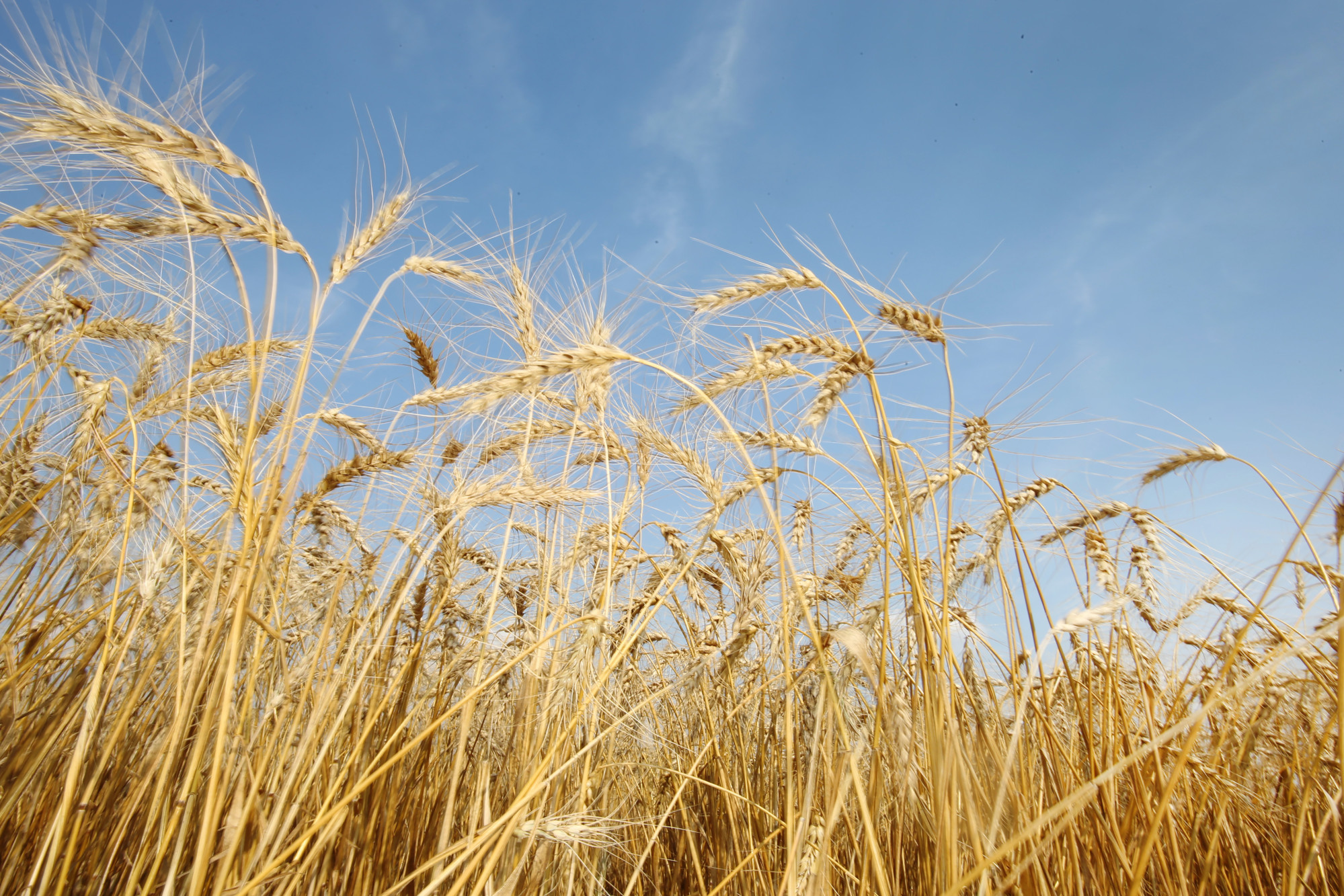 Canada's Wheat Harvest As Output Seen Increasing