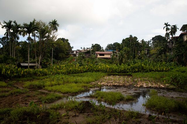 As saltwater breaches fields of taro, a staple of the Palauan diet, it threatens food security. Studies have shown that taro patches also protect coral reefs by trapping sediment that would otherwise flow into the ocean.